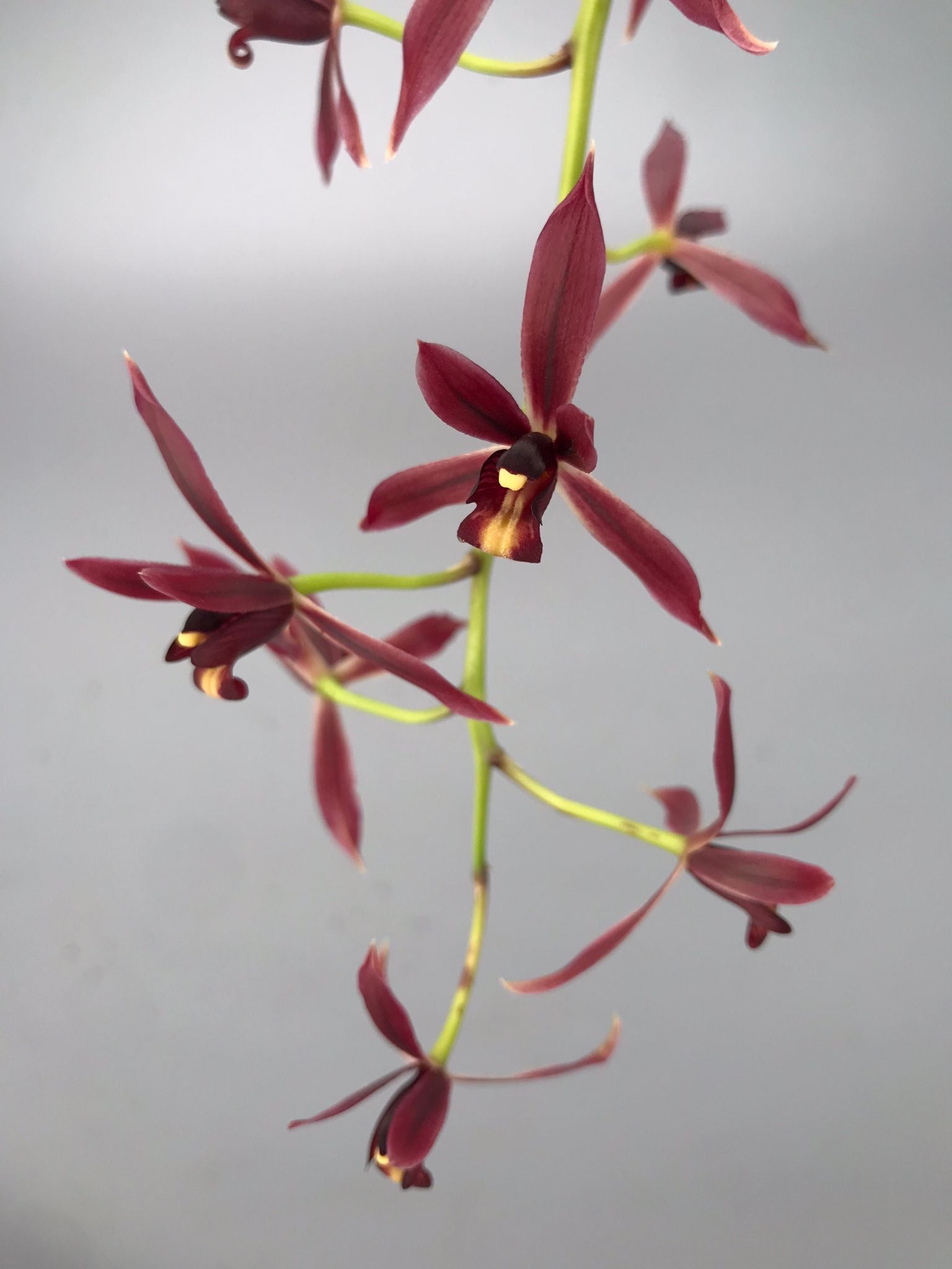 Cymbidium dayanum red