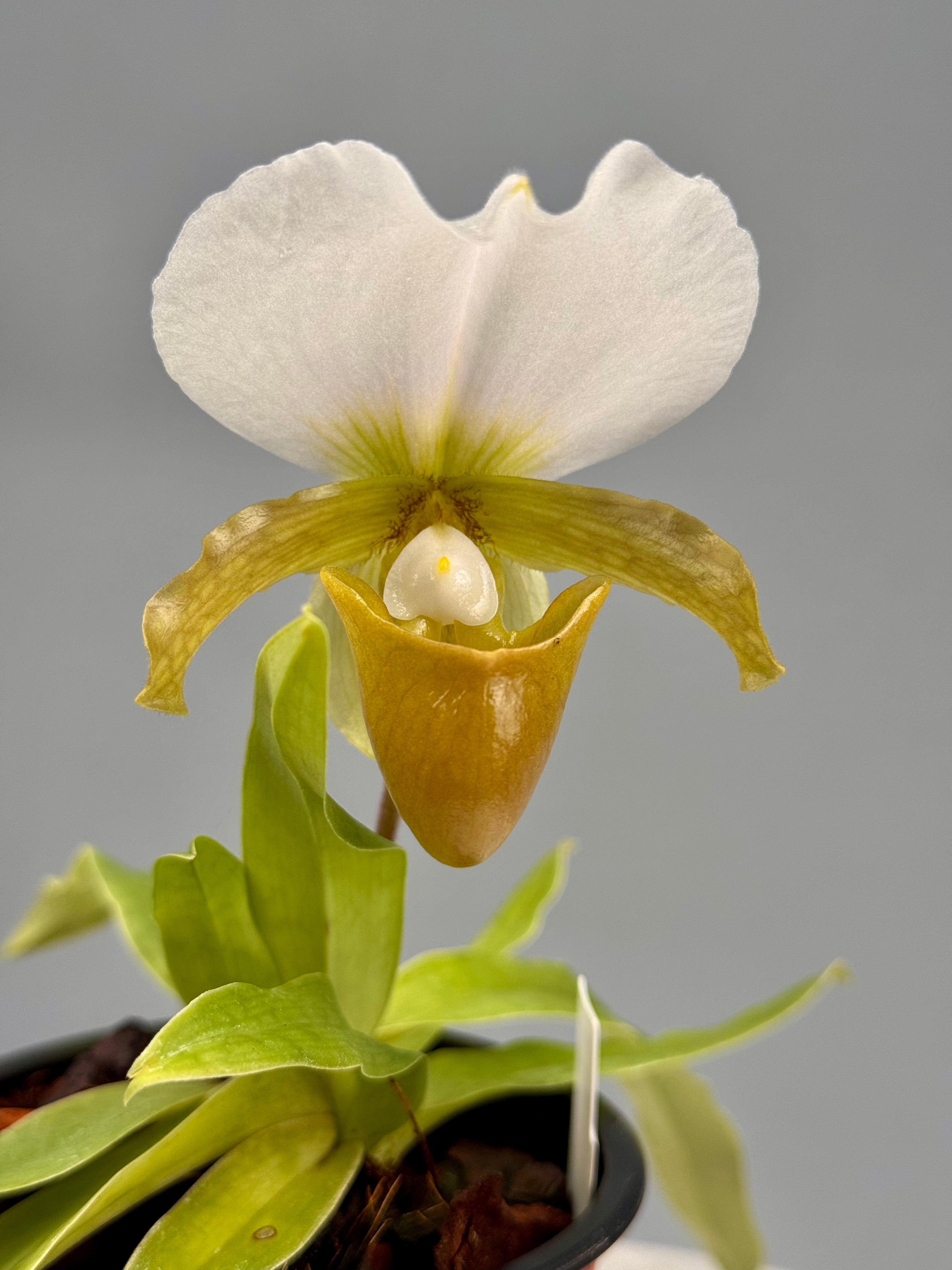 Paphiopedilum charlesworthii semi alba (Selection 1 )