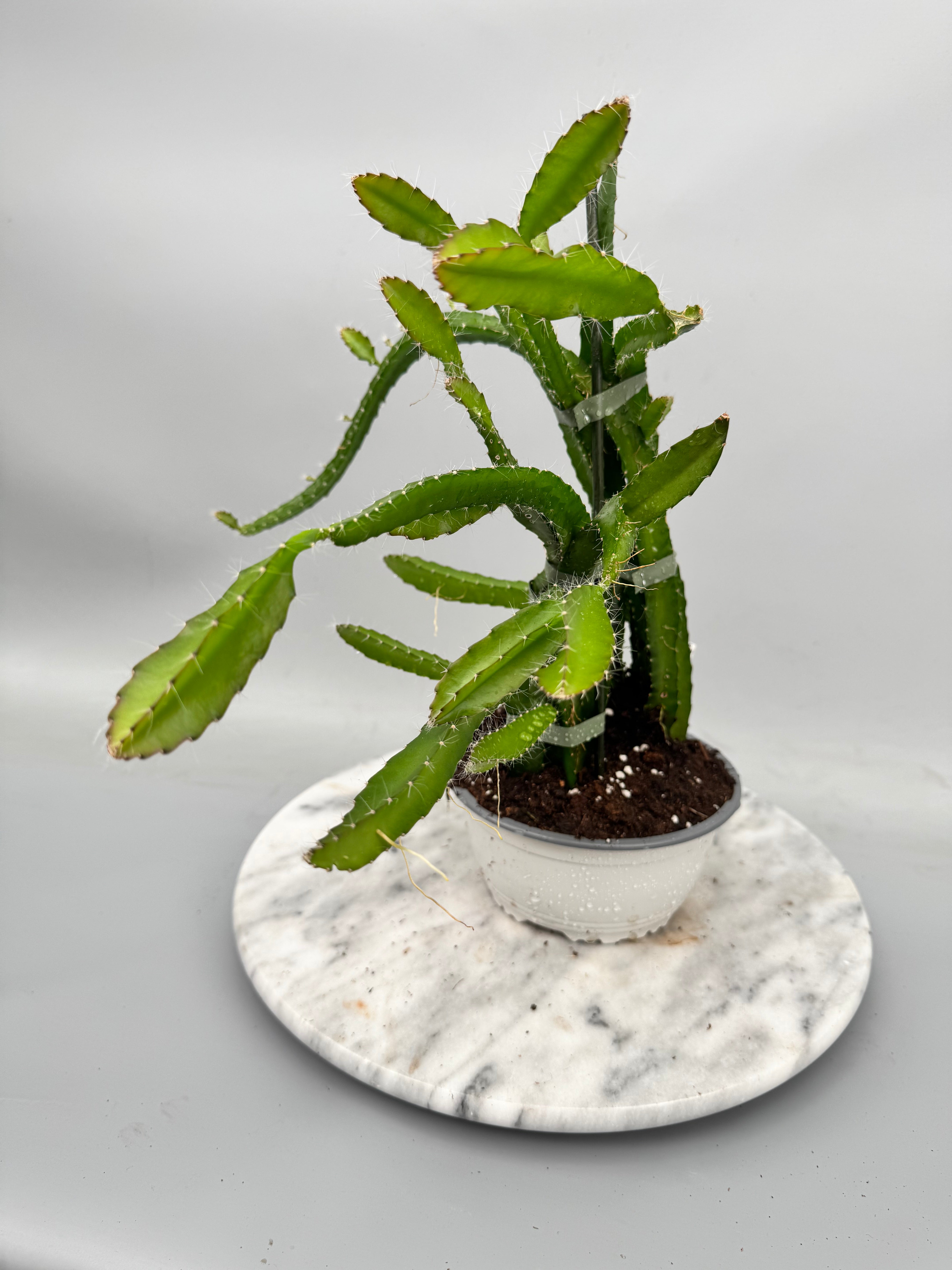 Hylocereus undatus "Drachenfrucht" (Groß pflanze)