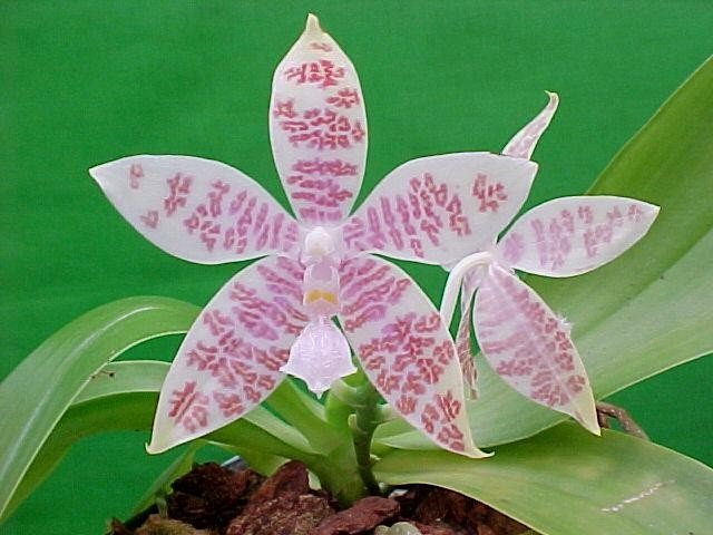 Phalaenopsis hieroglyphica