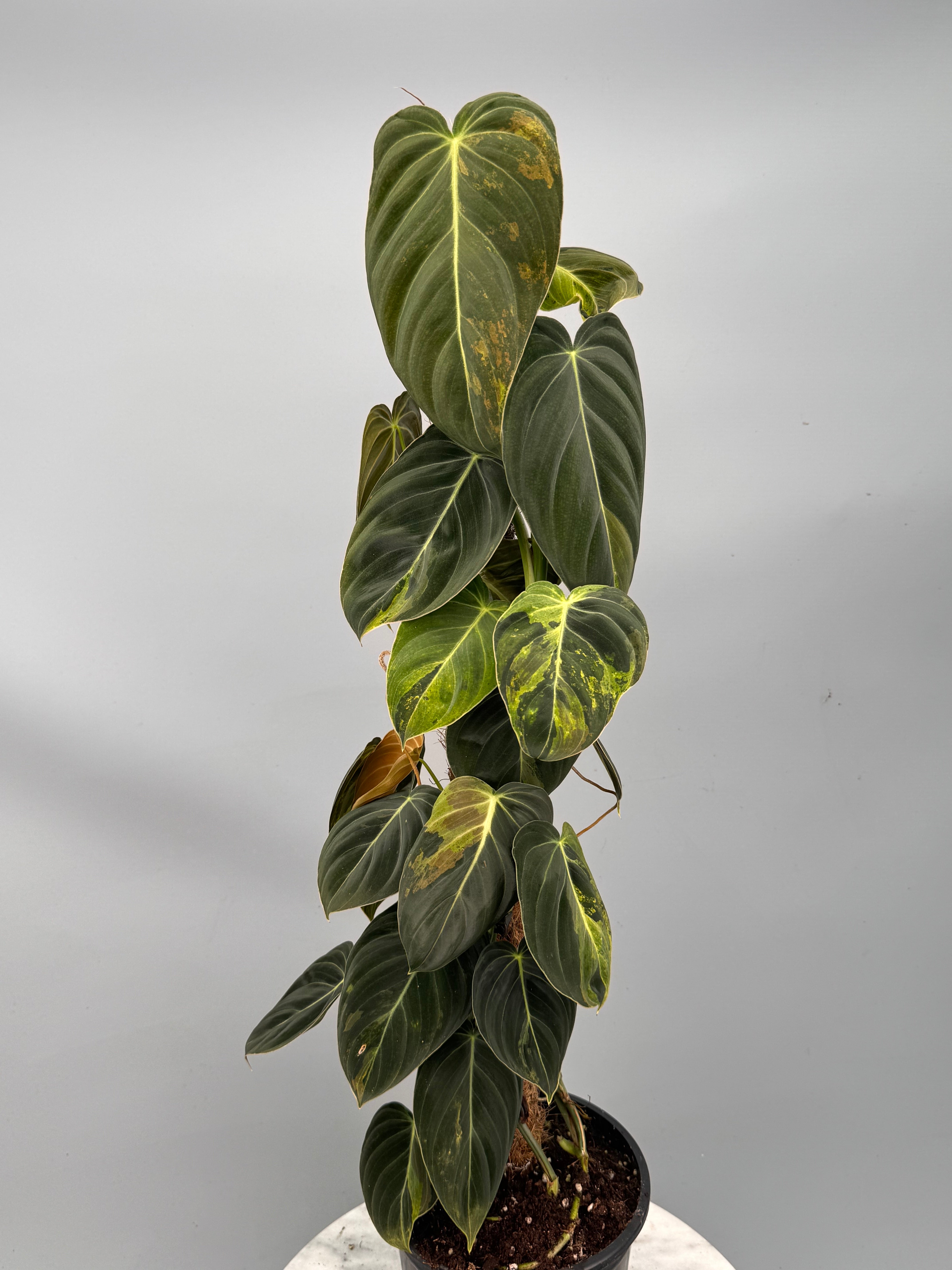 Philodendron melanochrysum variegata "Groß pflanze" (2 in 1 Topf)