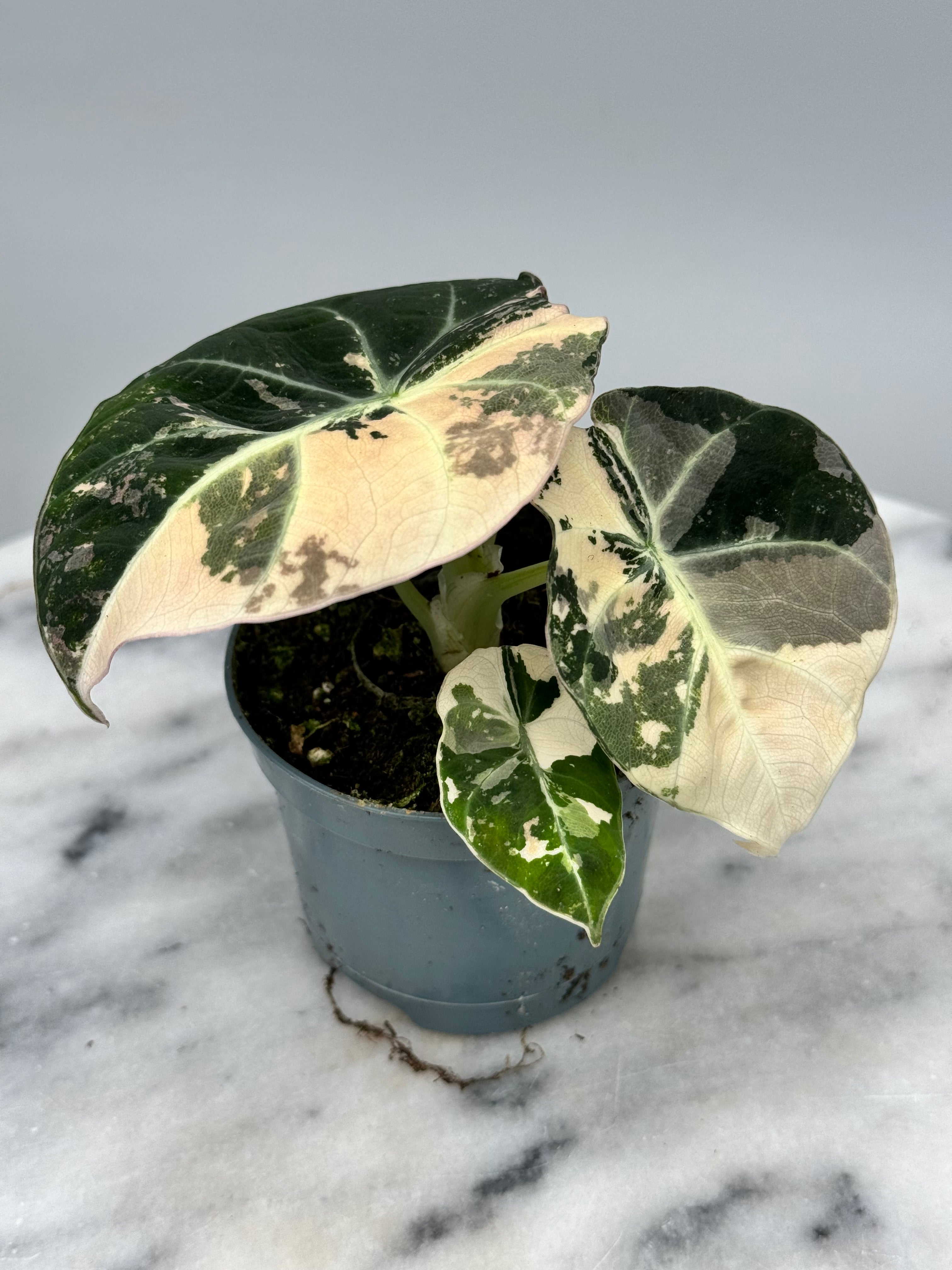Alocasia black velvet variegata