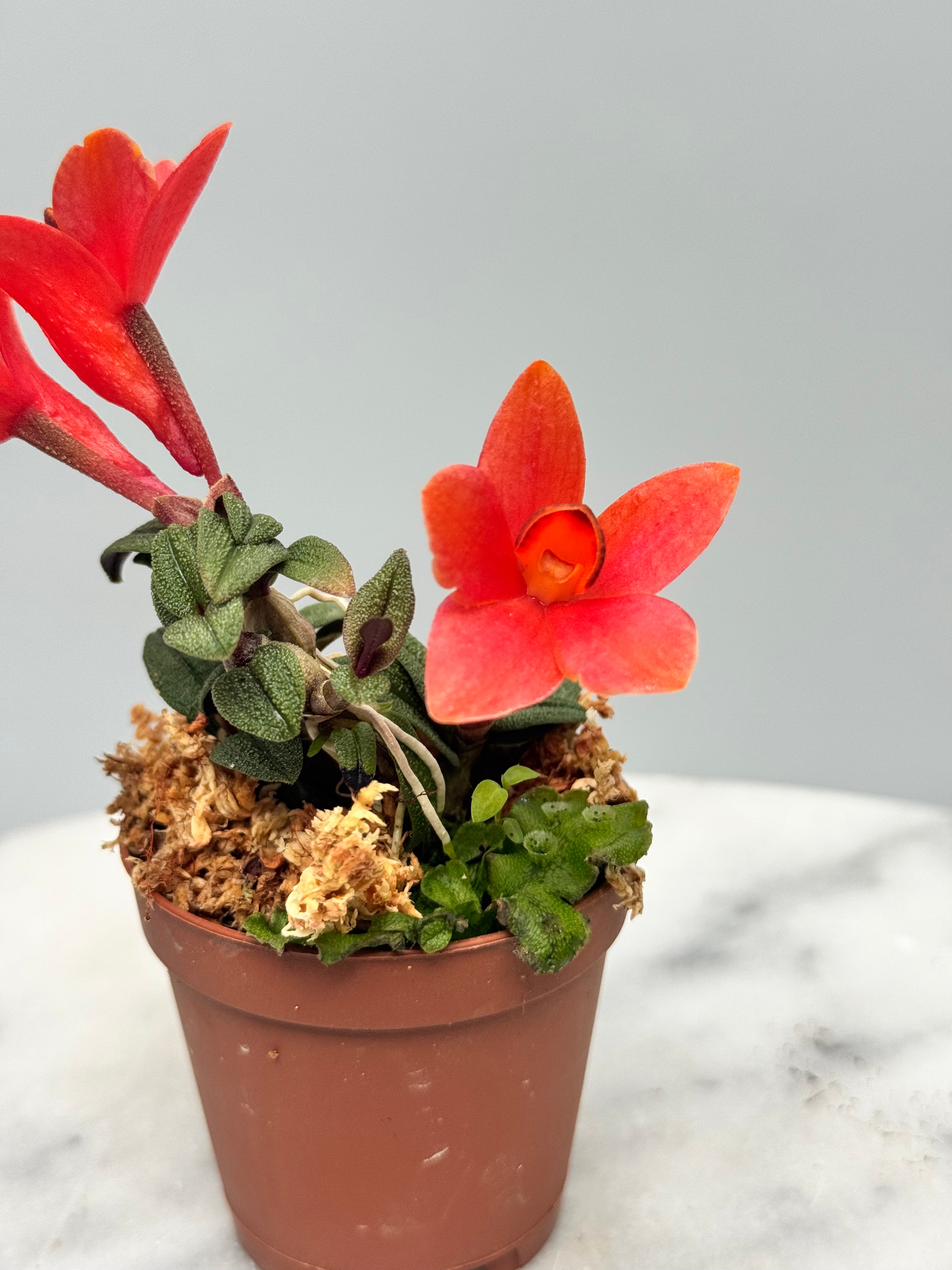 Dendrobium cuthbersonii "Red"