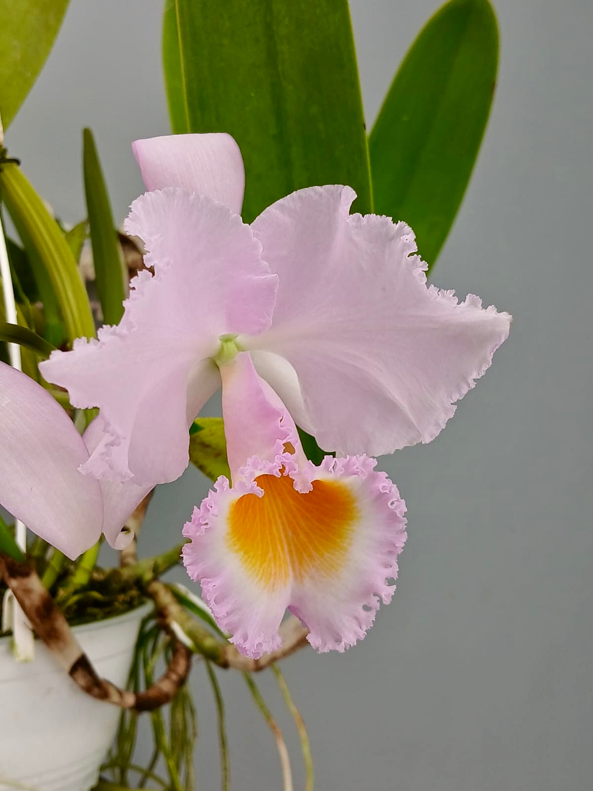 Cattleya trianae concolor orlata 'Toto' (O.G)