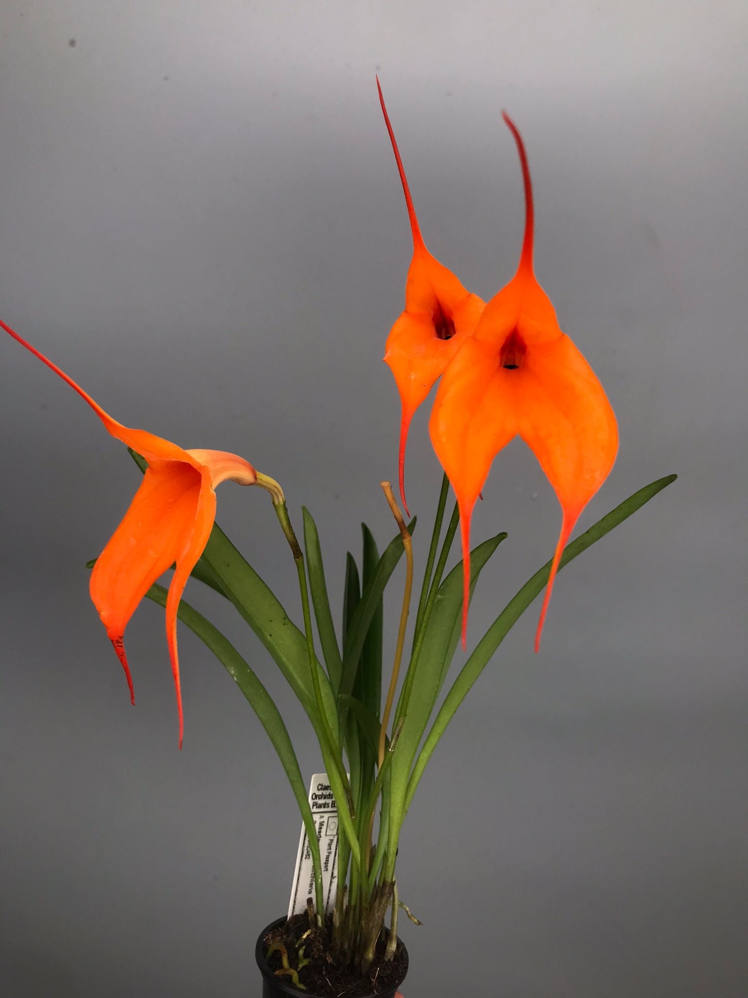Masdevallia veitchiana 'Hybride 4N'