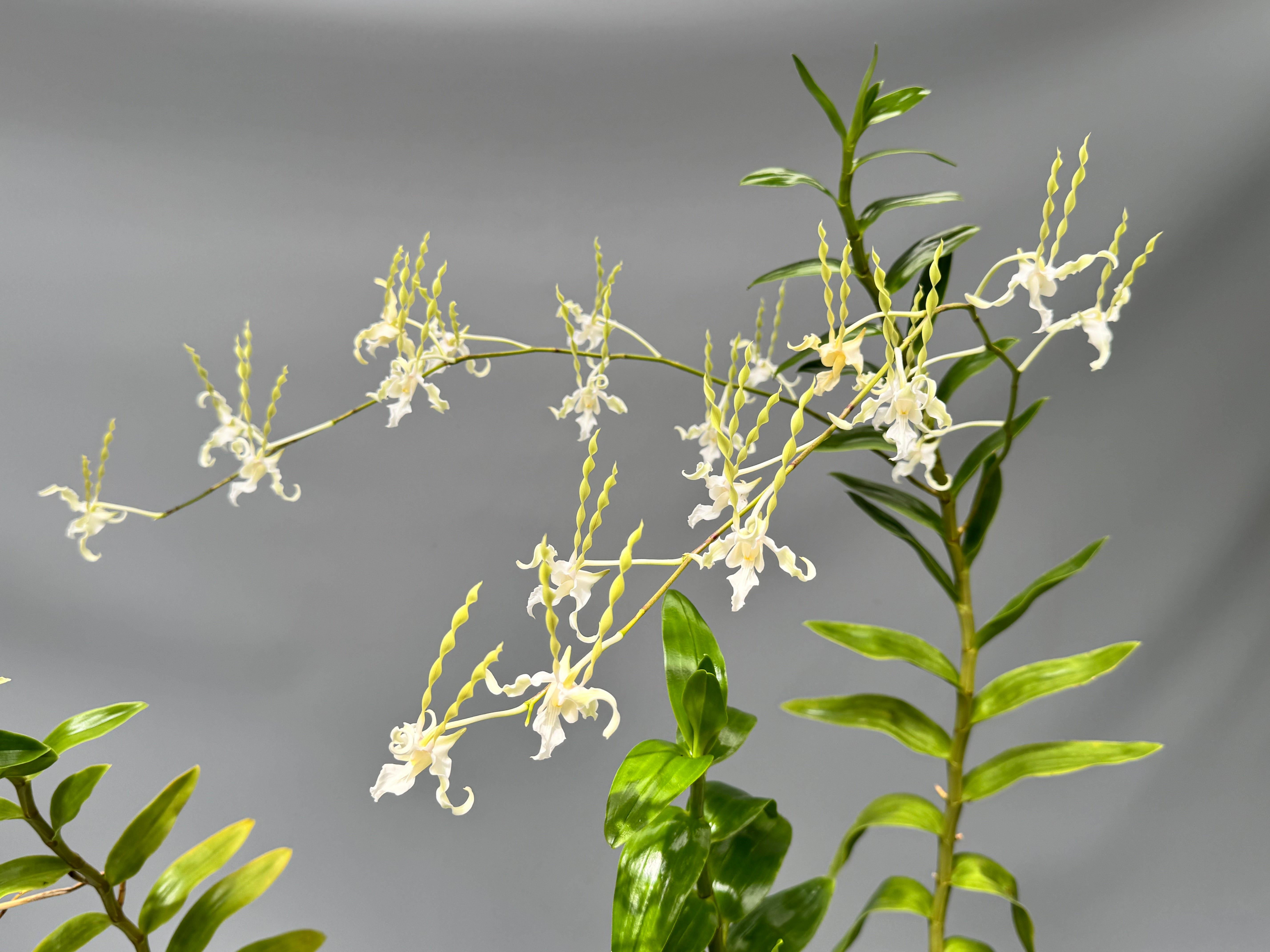 Dendrobium antennatum var. Alba