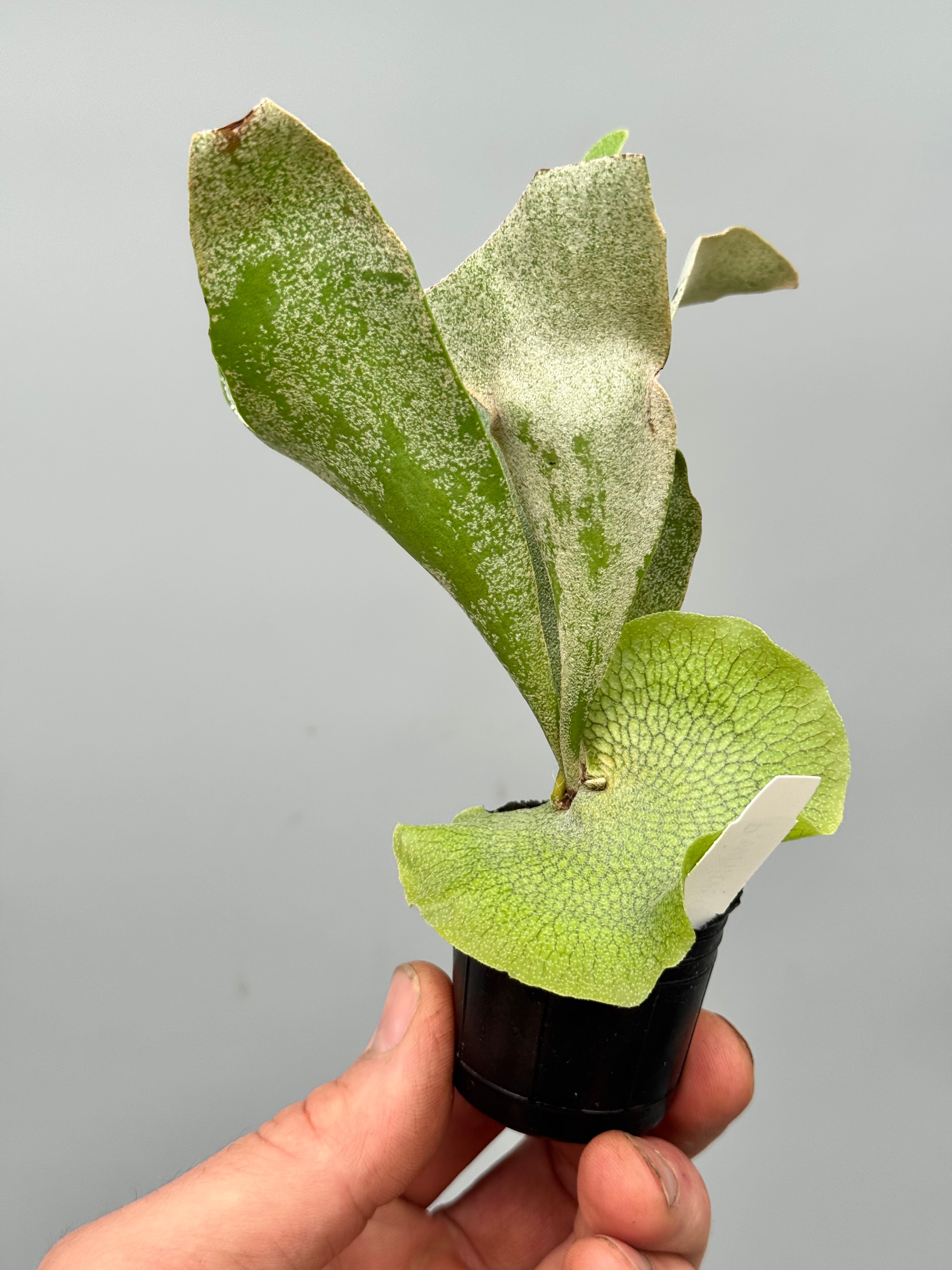 Platycerium White Gizmo