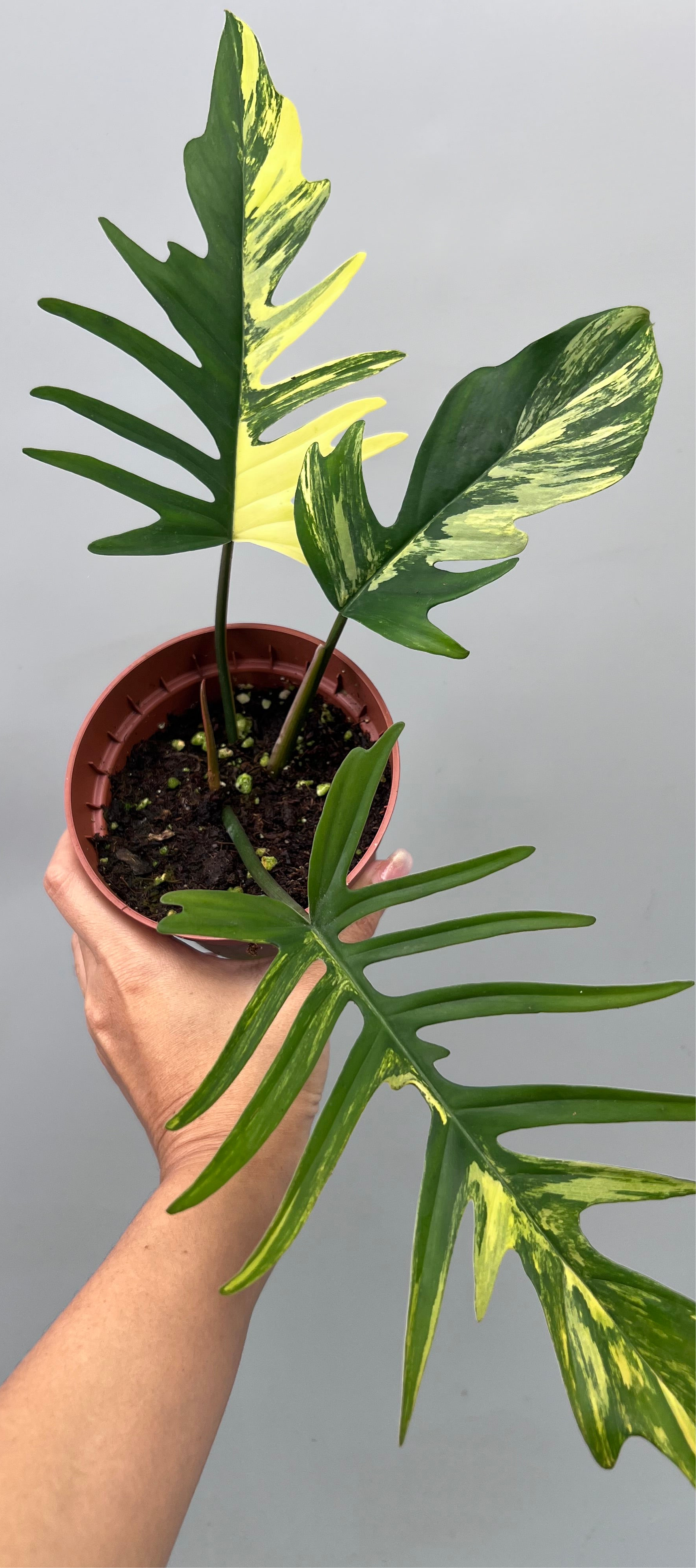 Philodendron tortum x Florida Beauty (Nr 3)