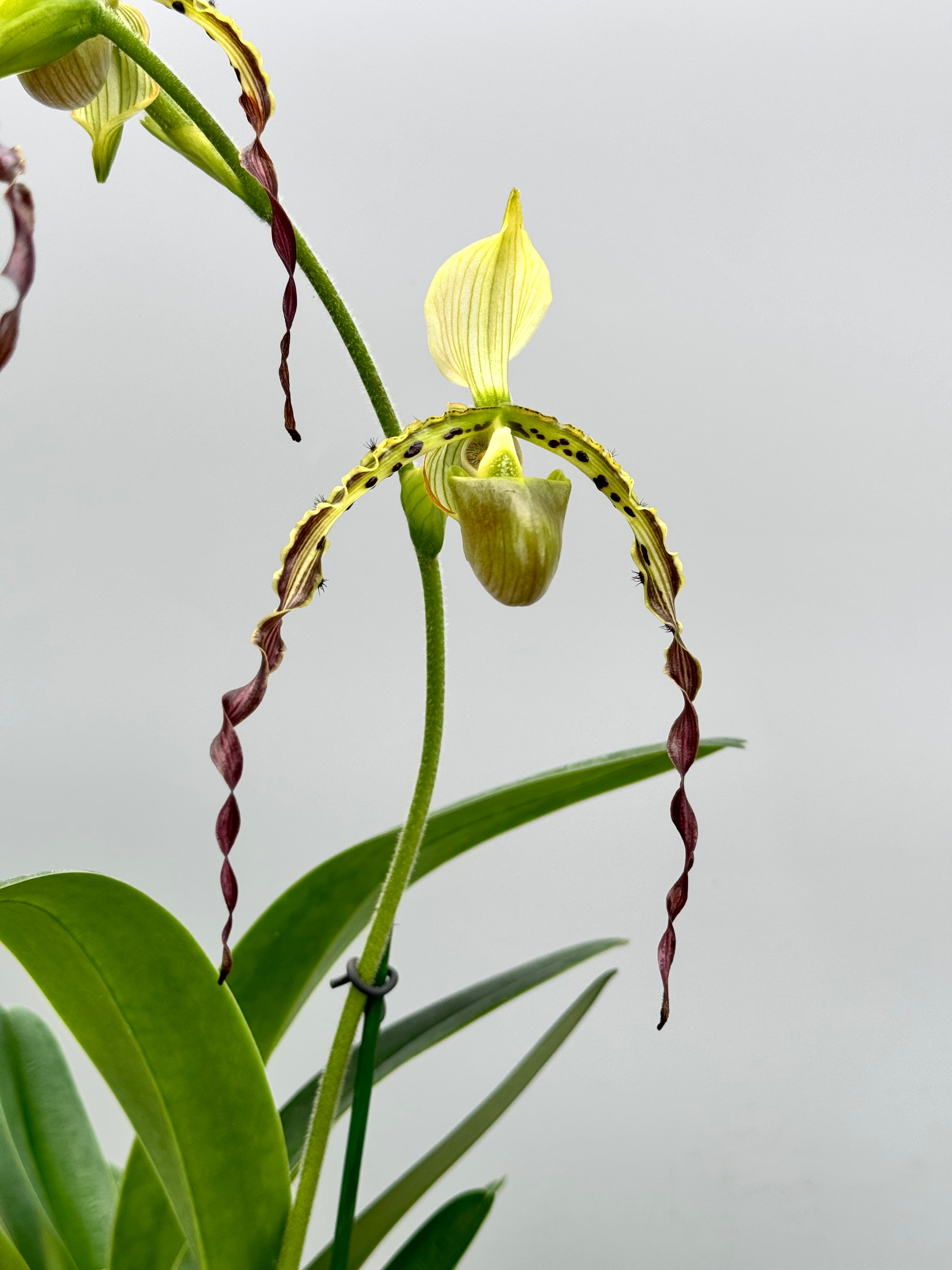Paphiopedilum parishii