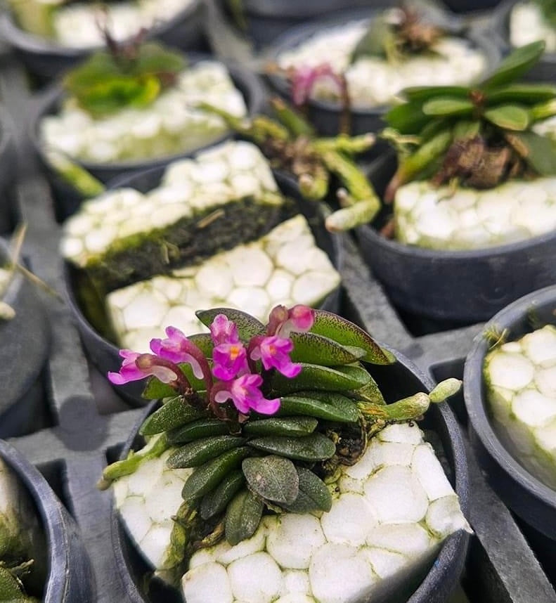 Schoenorchis seidenfadenii