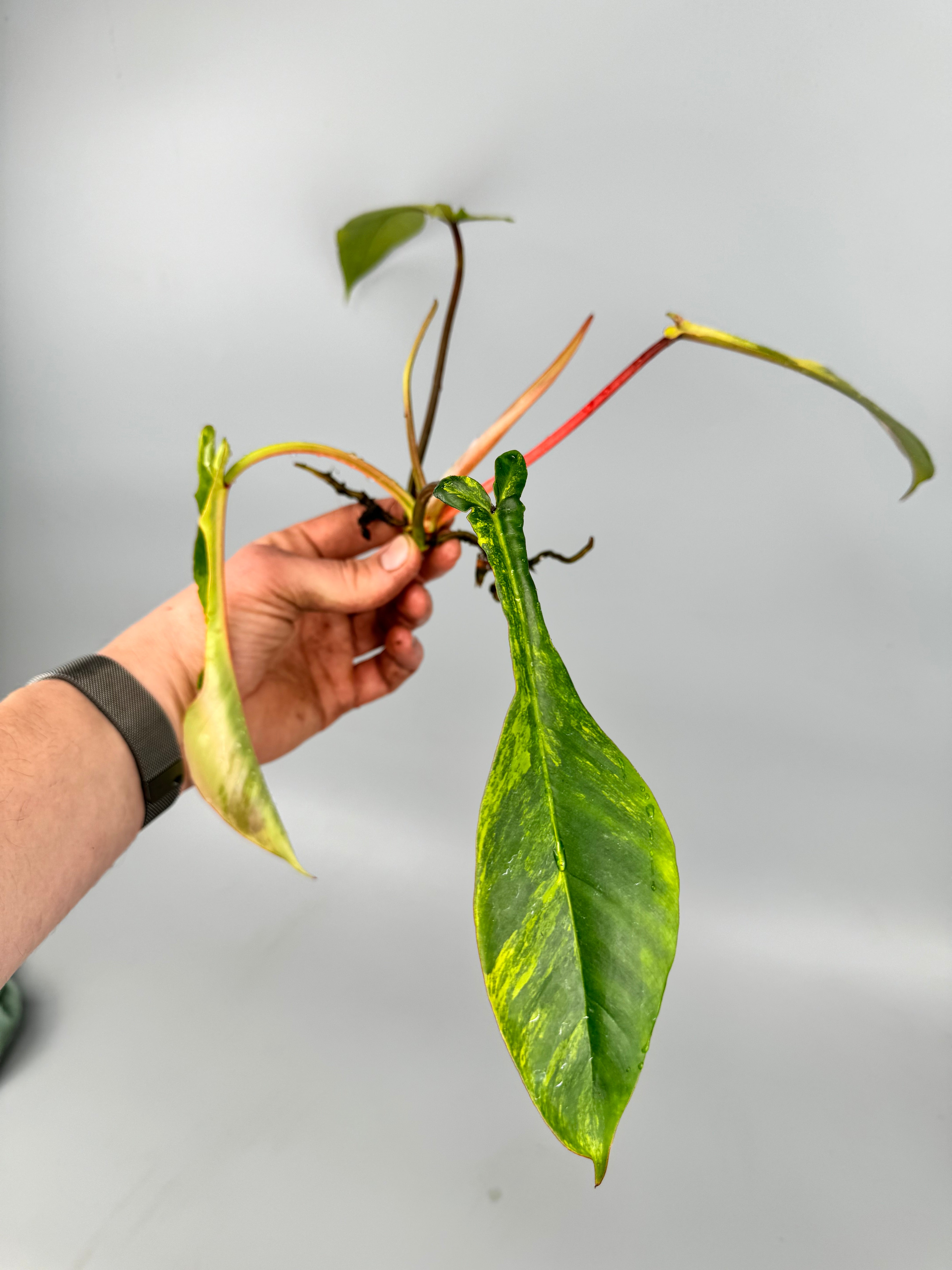 Philodendron joepii Variegated (Fresh Head Cutting)