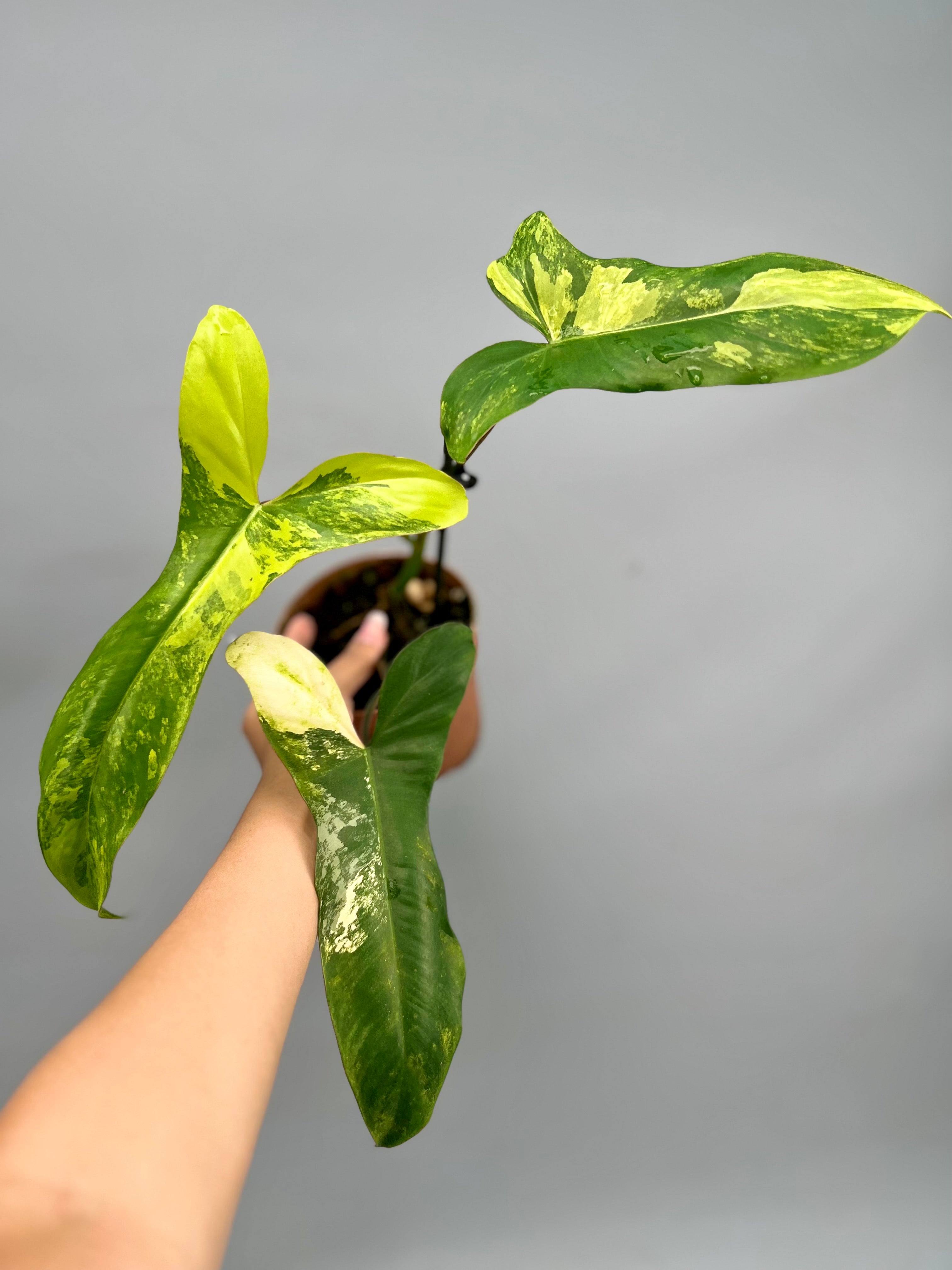 Philodendron Paraiso Verde x Florida Beauty