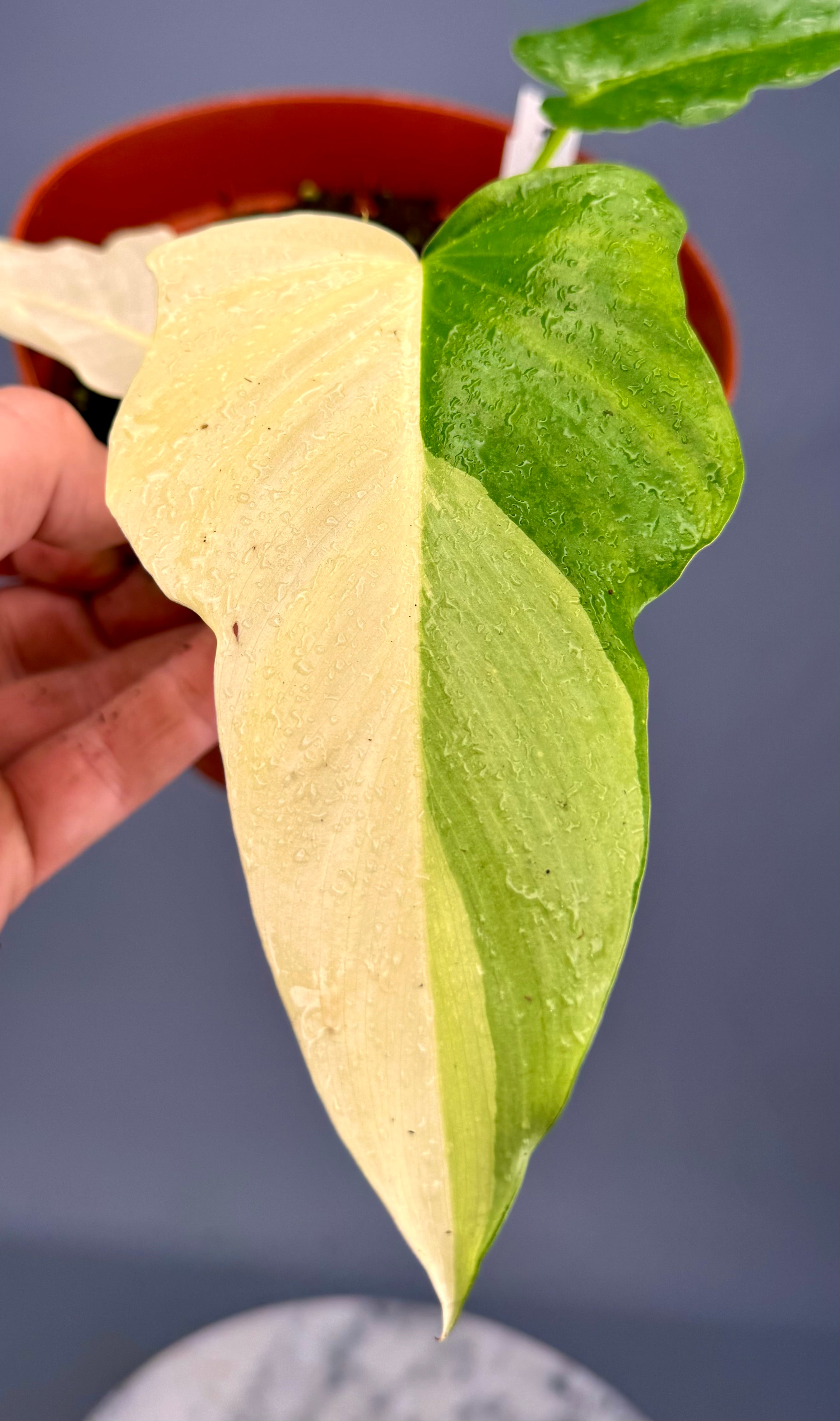 Philodendron "Golden Dragon" variegated albo nr 1