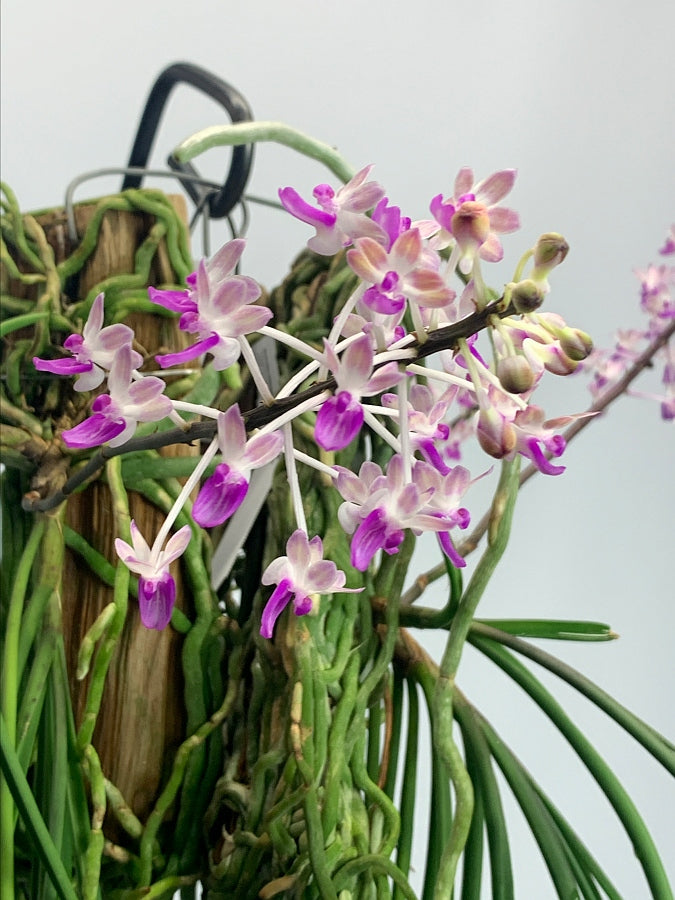 Seidenfadenia mitrata big