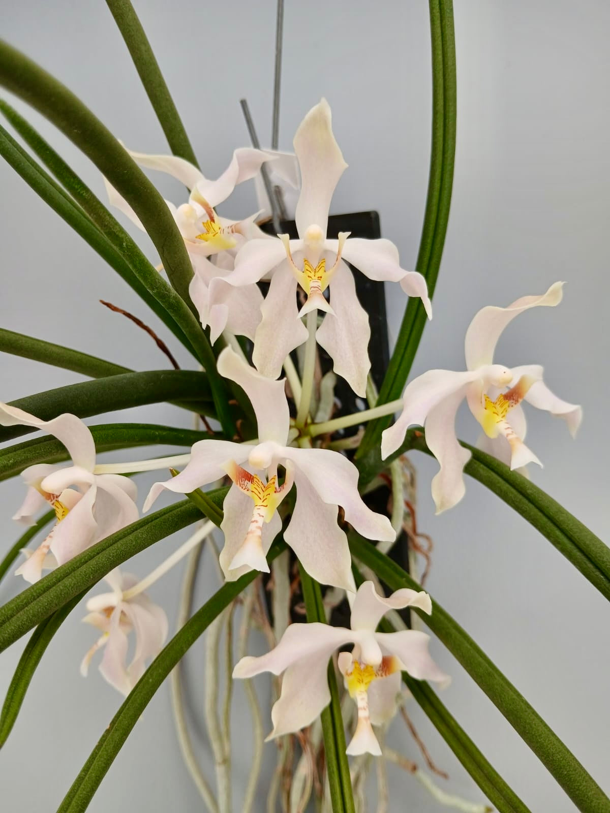 Paraphalaenopsis laycockii var semi alba