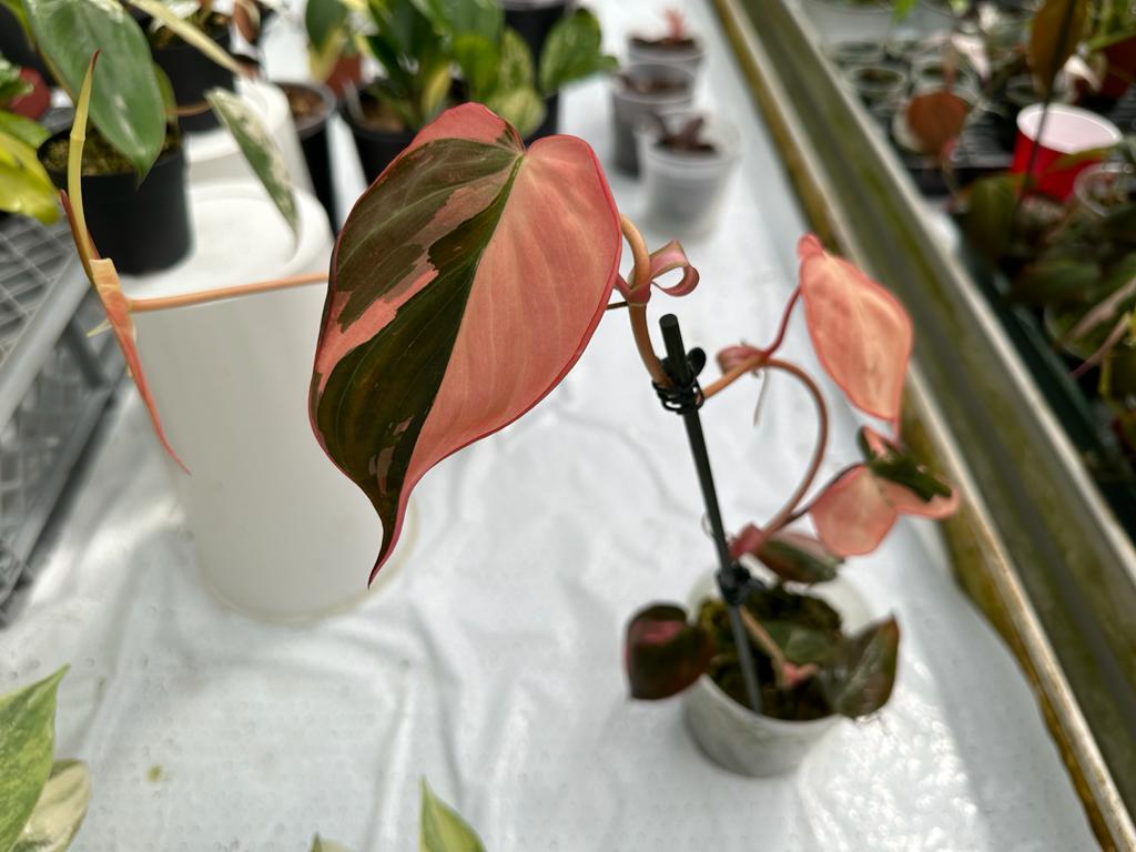 Philodendron micans pink variegated (1 Blattschnitt)