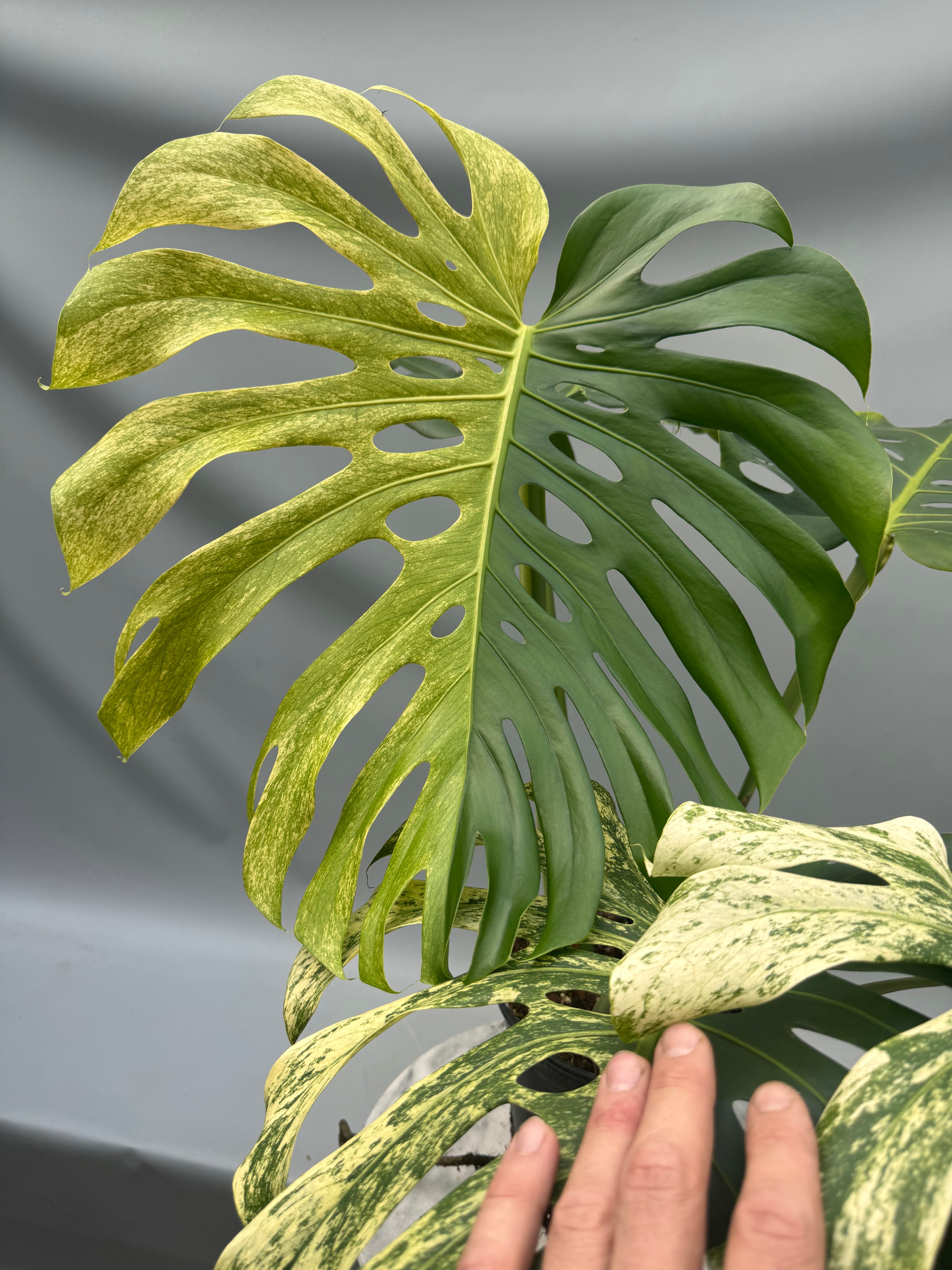 Monstera Full Mint deliciosa borsigiana Variegata (Nr 2)