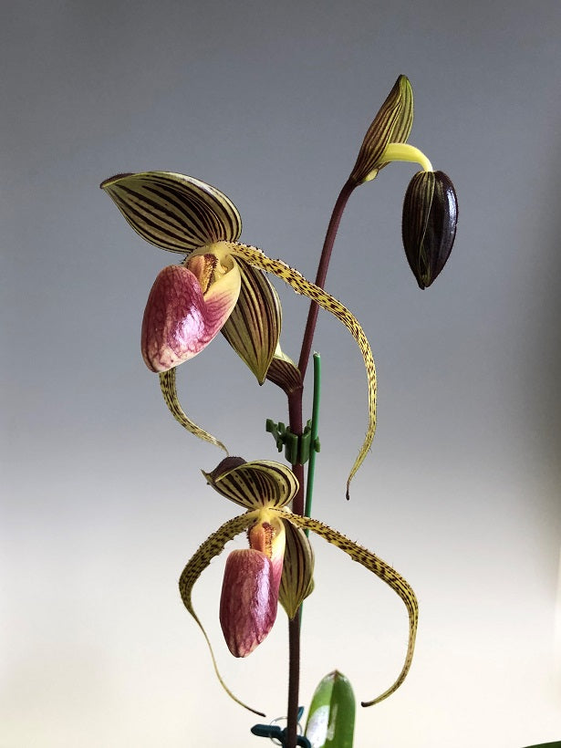 Paphiopedilum Hung Sheng Eagle 'East River'