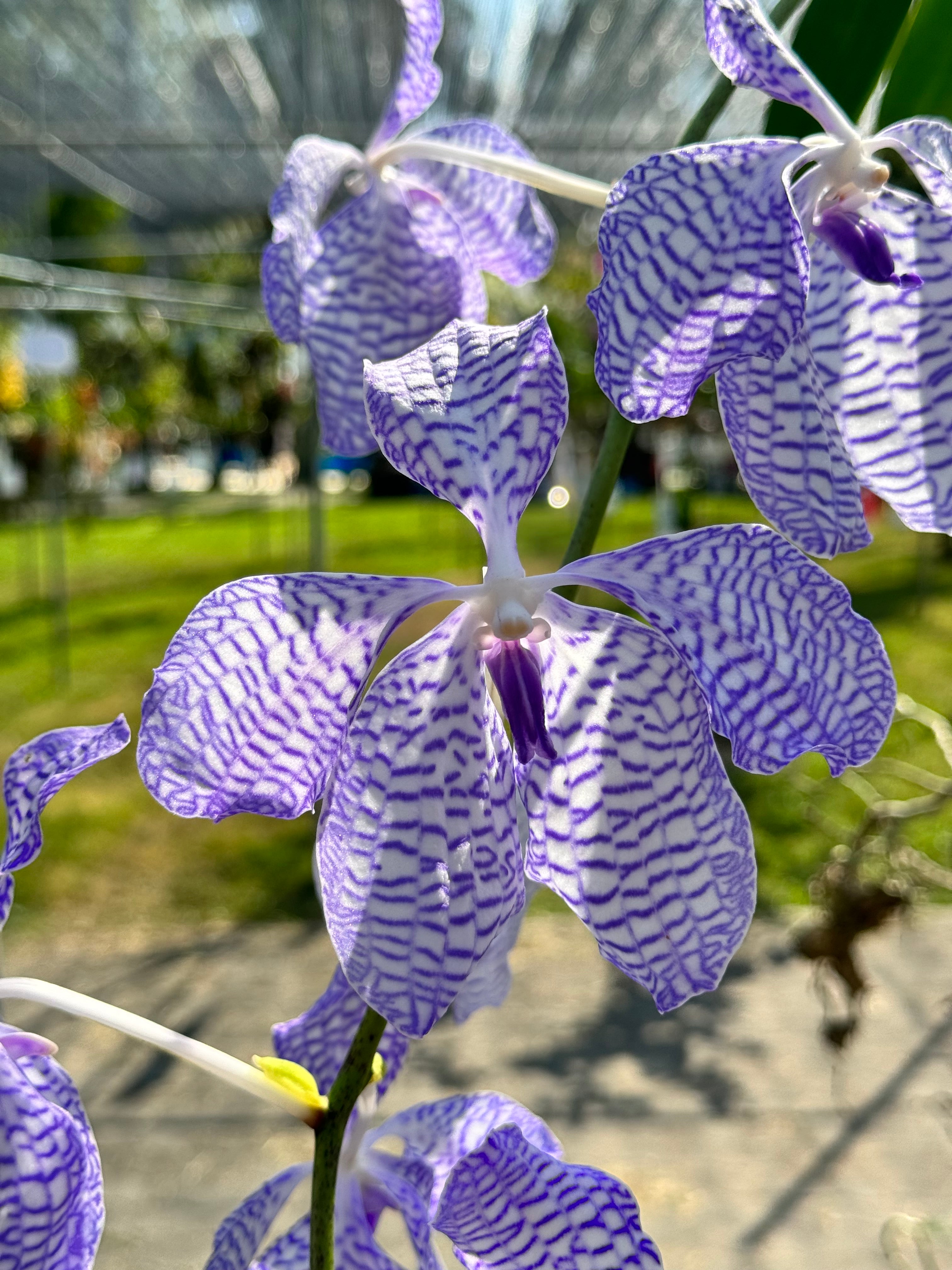 Vanda coerulea ‘Rare Selection’