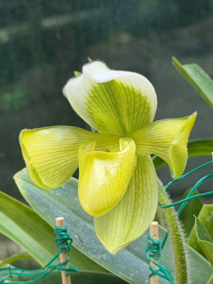 Paphiopedilum villosum f. flava
