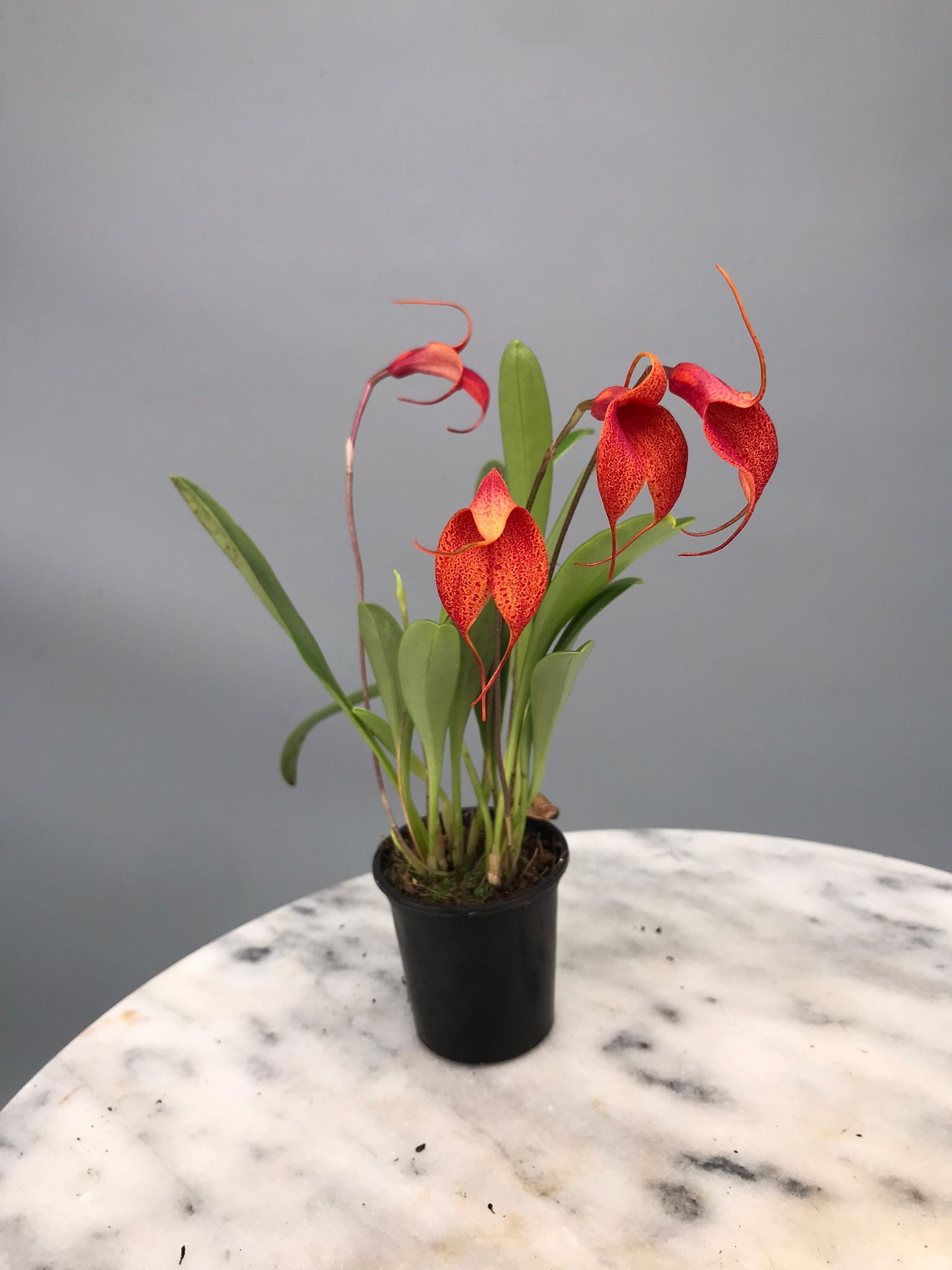 Masdevallia machangara