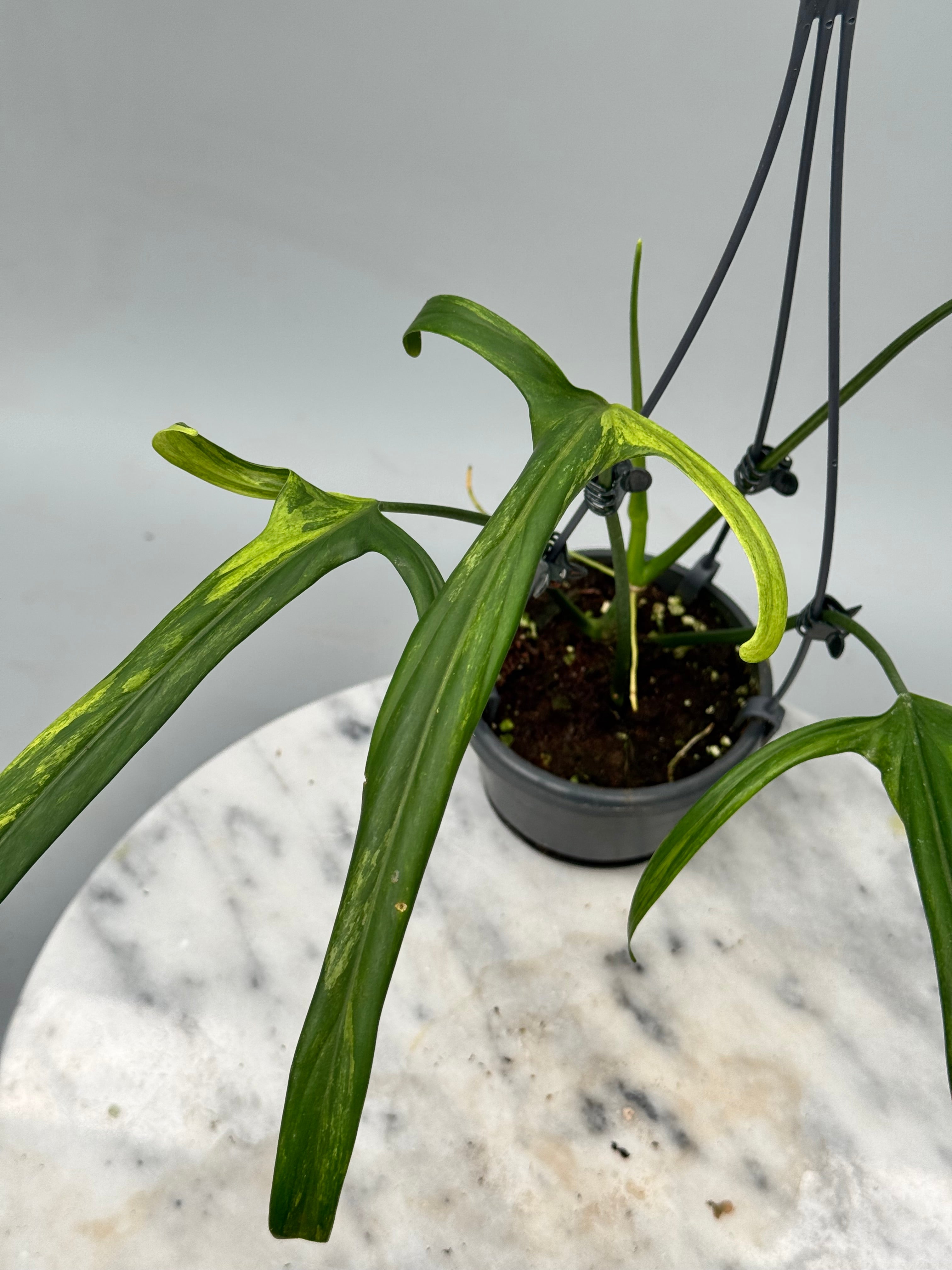 Philodendron holtonianum Variegated