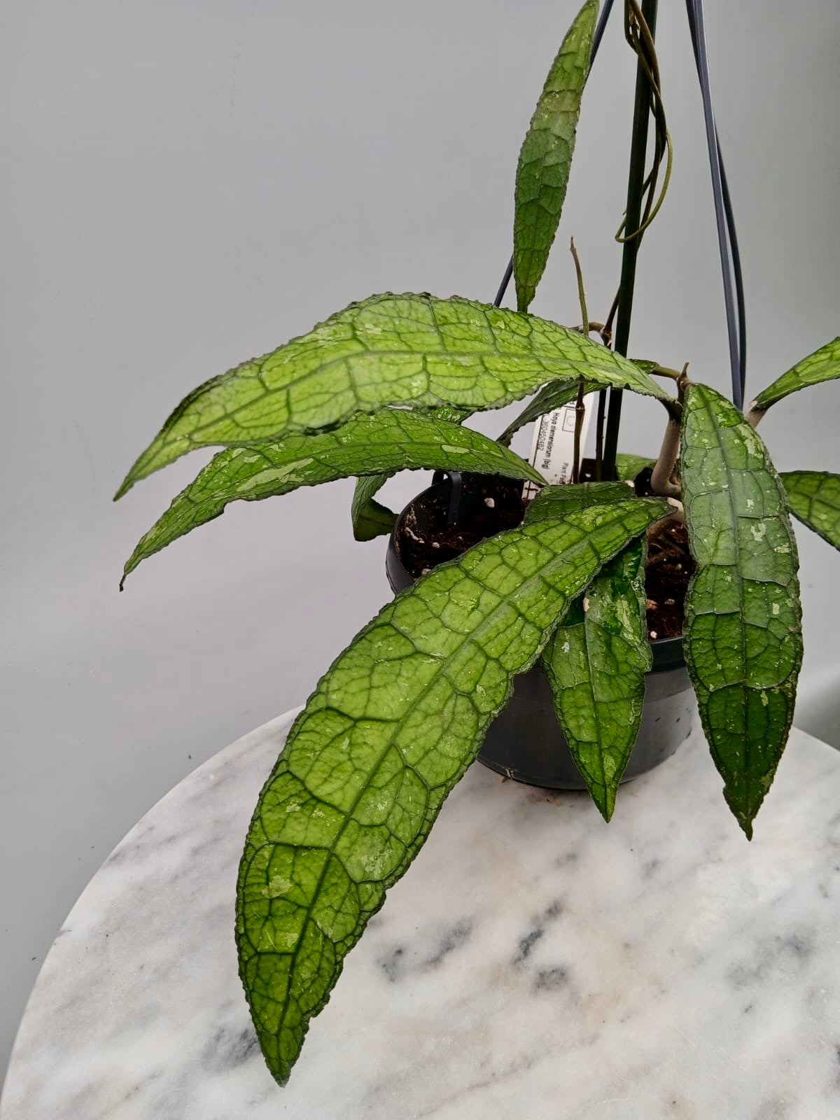 Hoya clemensiorum (Big plant)