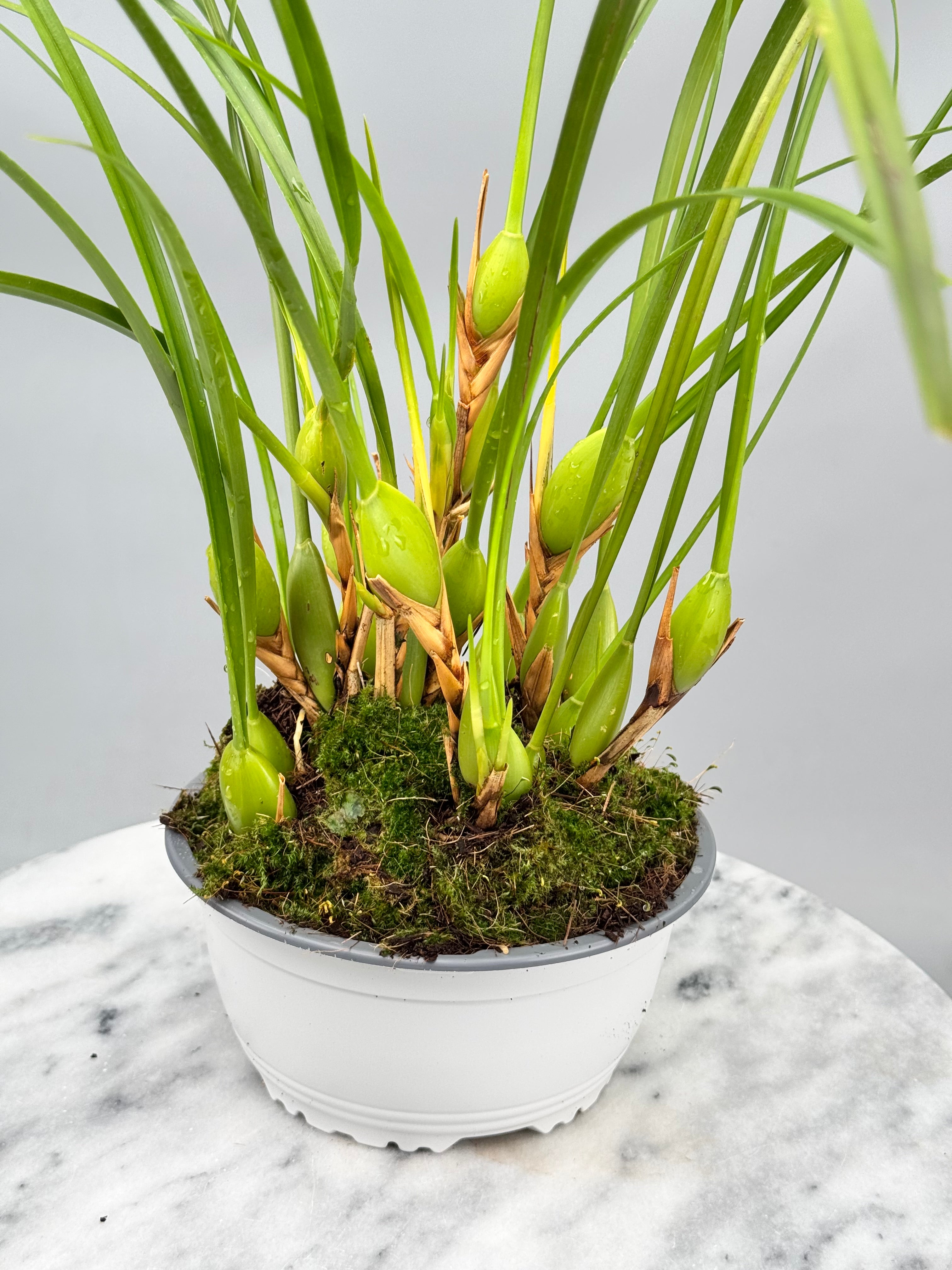 Maxillaria tenuifolia "Dunkle 2. Generation" "Groß Pflanze"