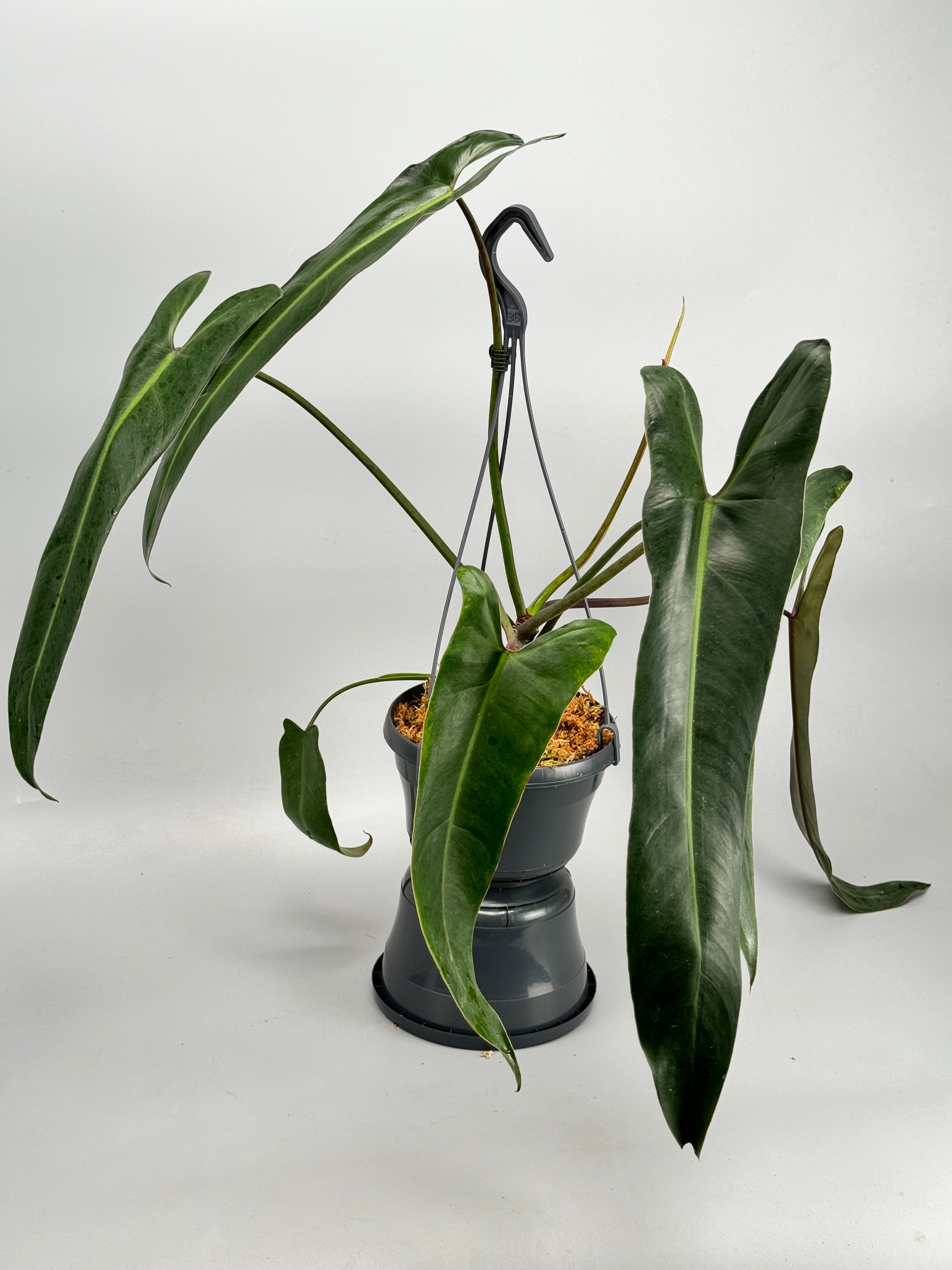 Philodendron spiritus sancti (Big Plant)