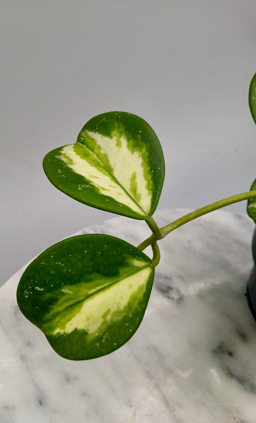 Hoya obovata variegata