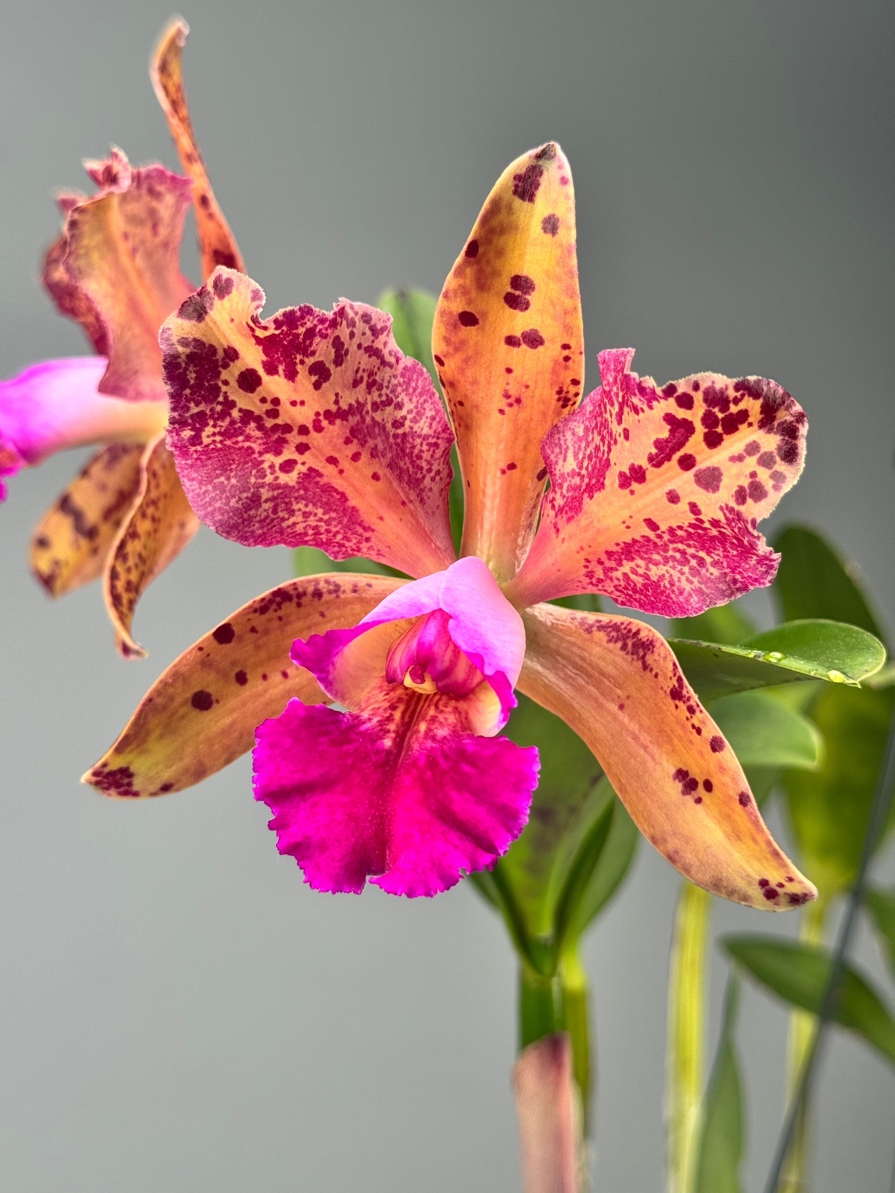 Blc. Durigan Dracco