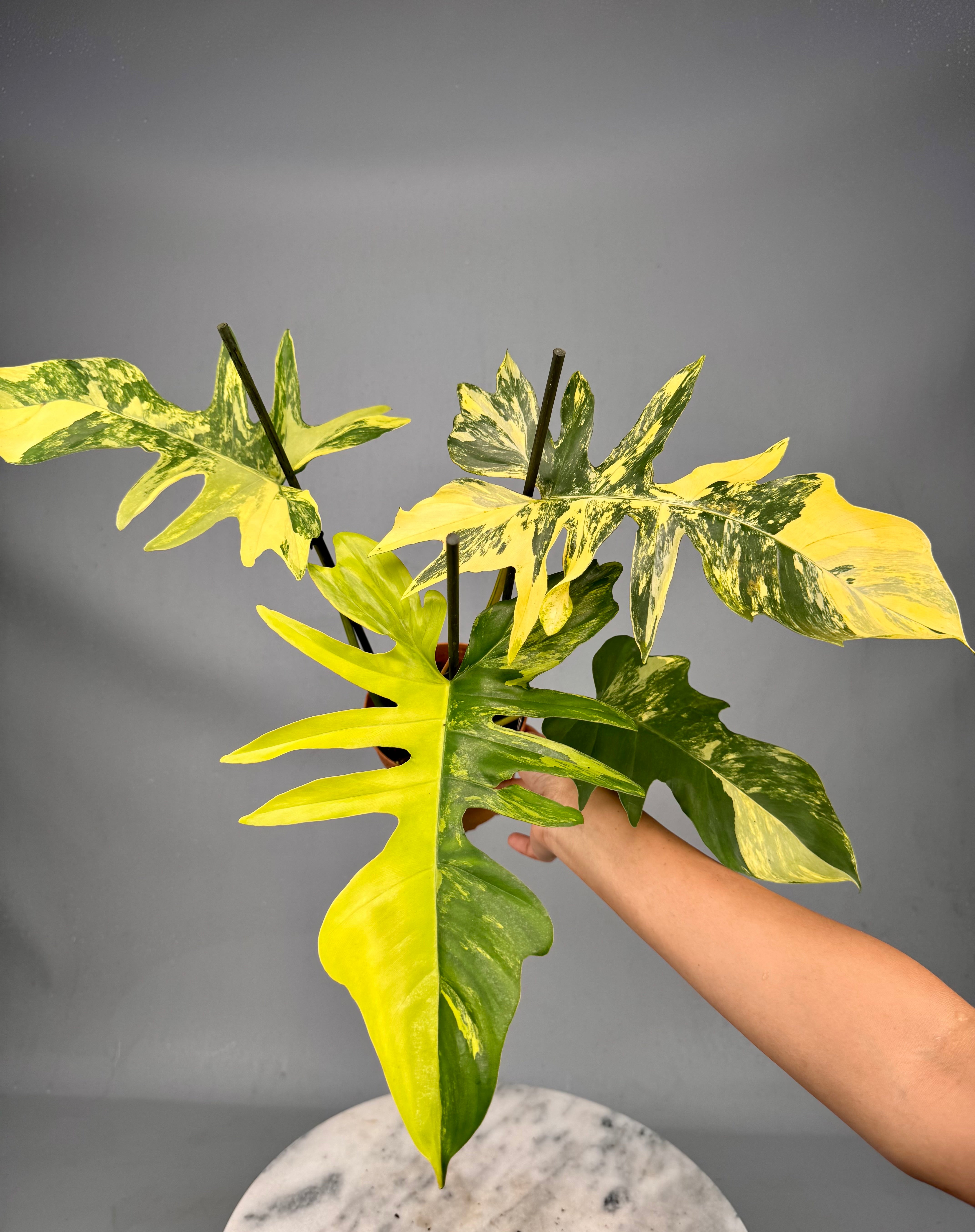 Philodendron Florida Beauty Variegata X Bob Cee Variegata