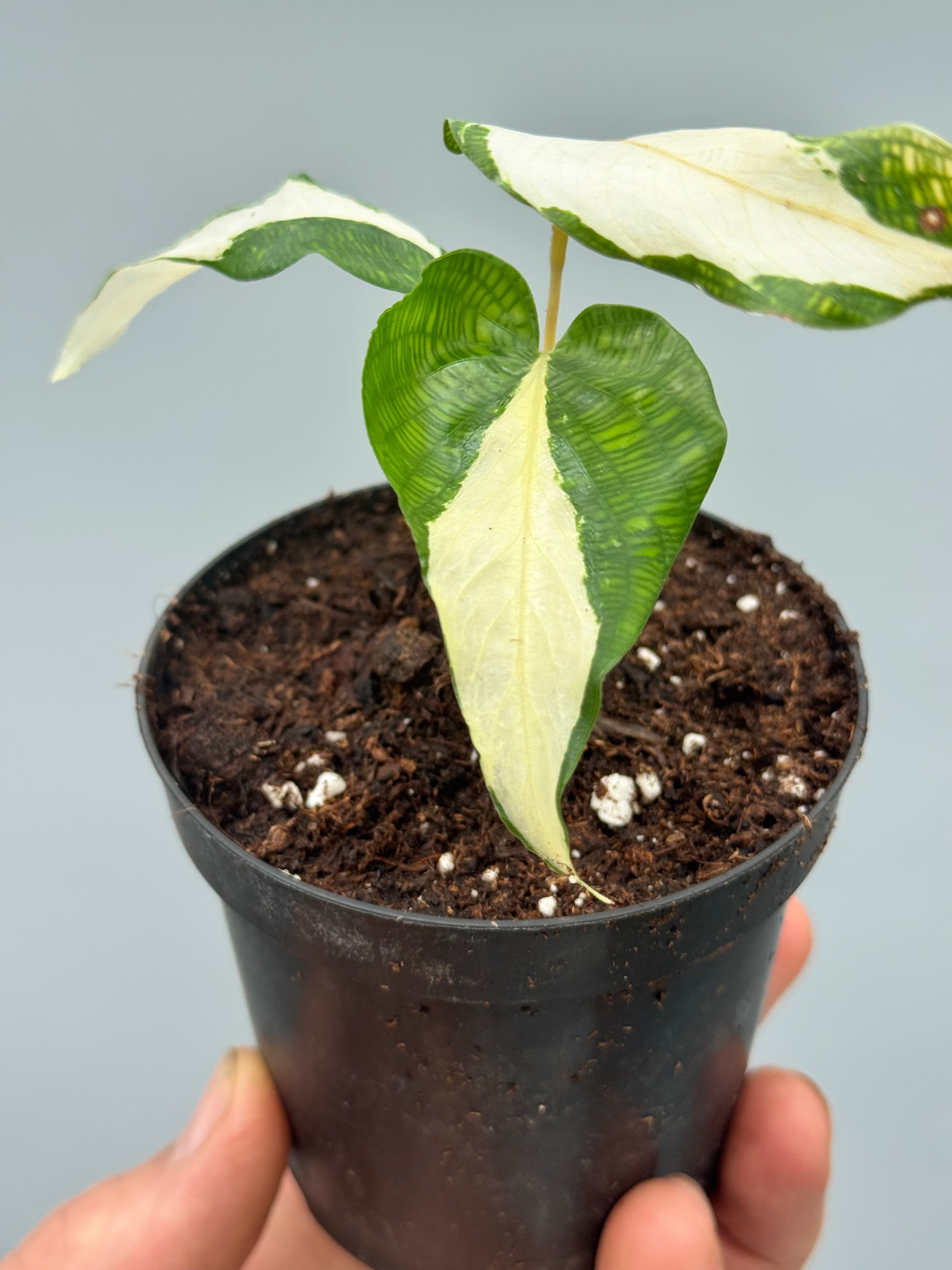Calathea musaica inner variegated