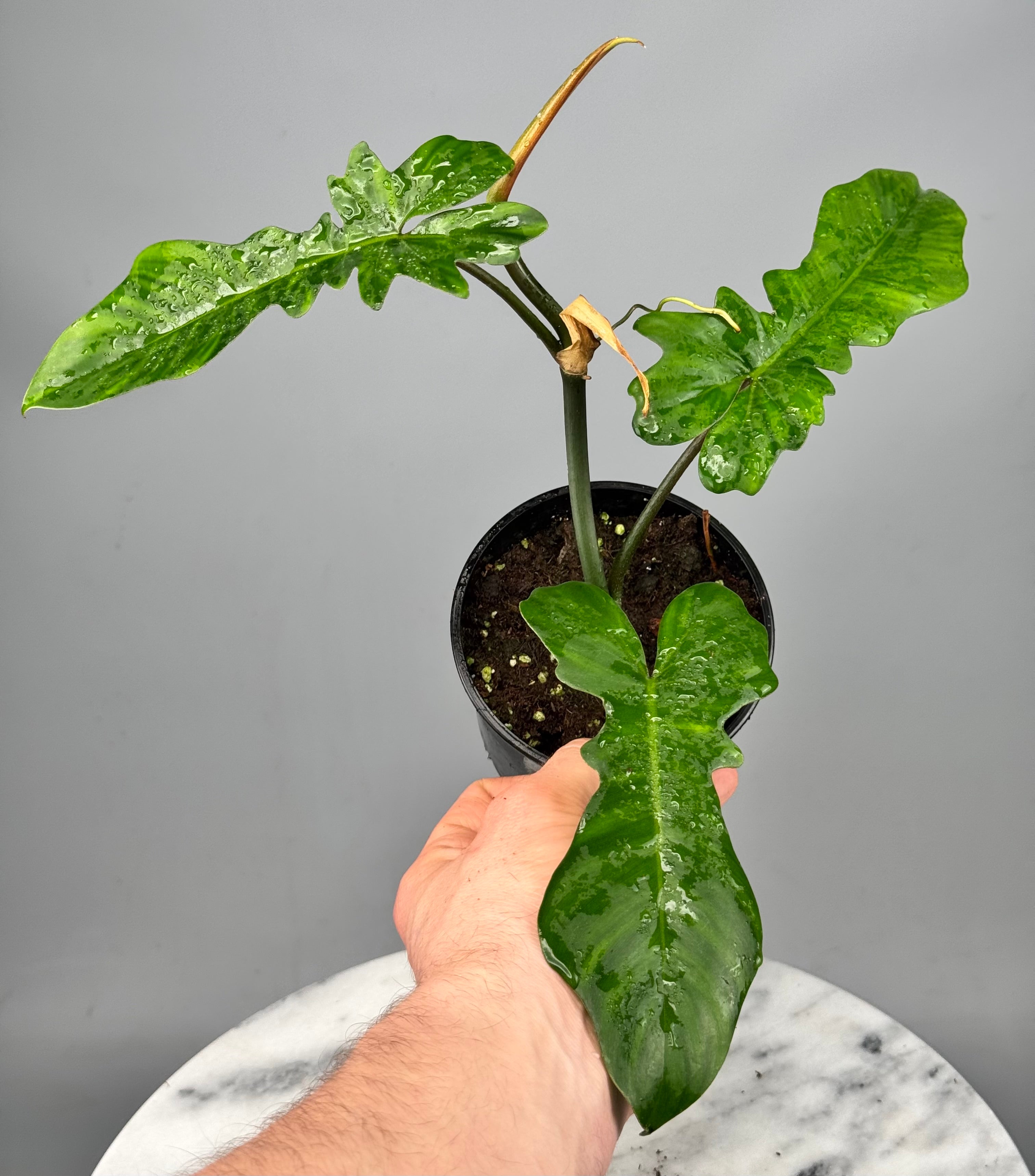 Philodendron pedatum x Bob Cee