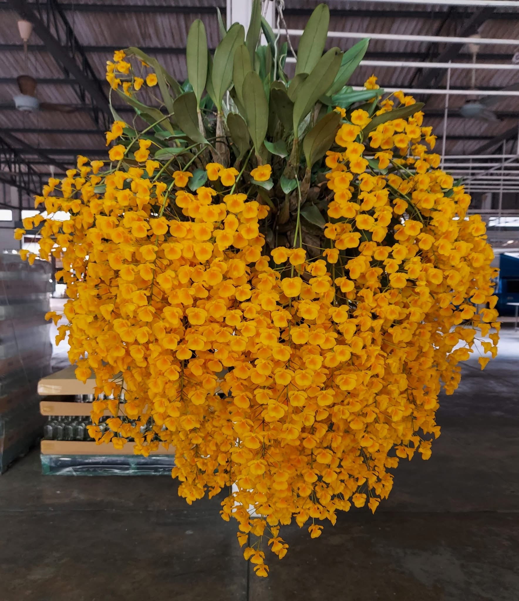 Dendrobium lindleyii ‘Big Plant’