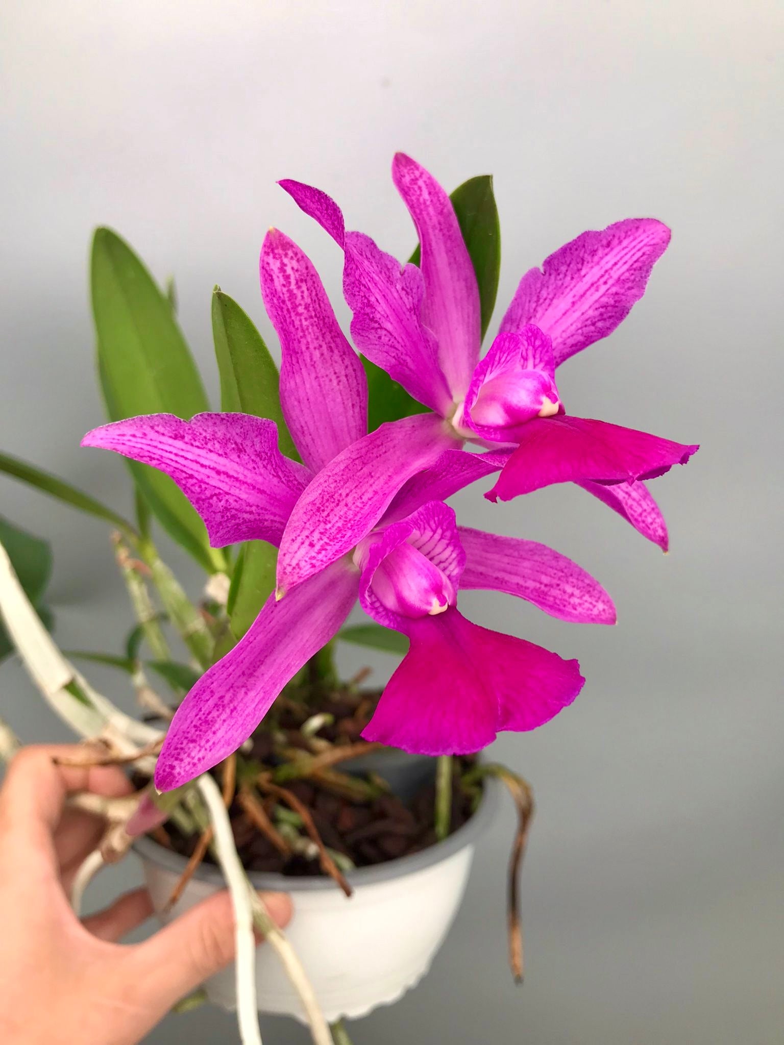 Cattleya Brabantiae "Banderantes" SM/JOGA x C.walkeriana flamea "3 Lagoas"(Big Plant)