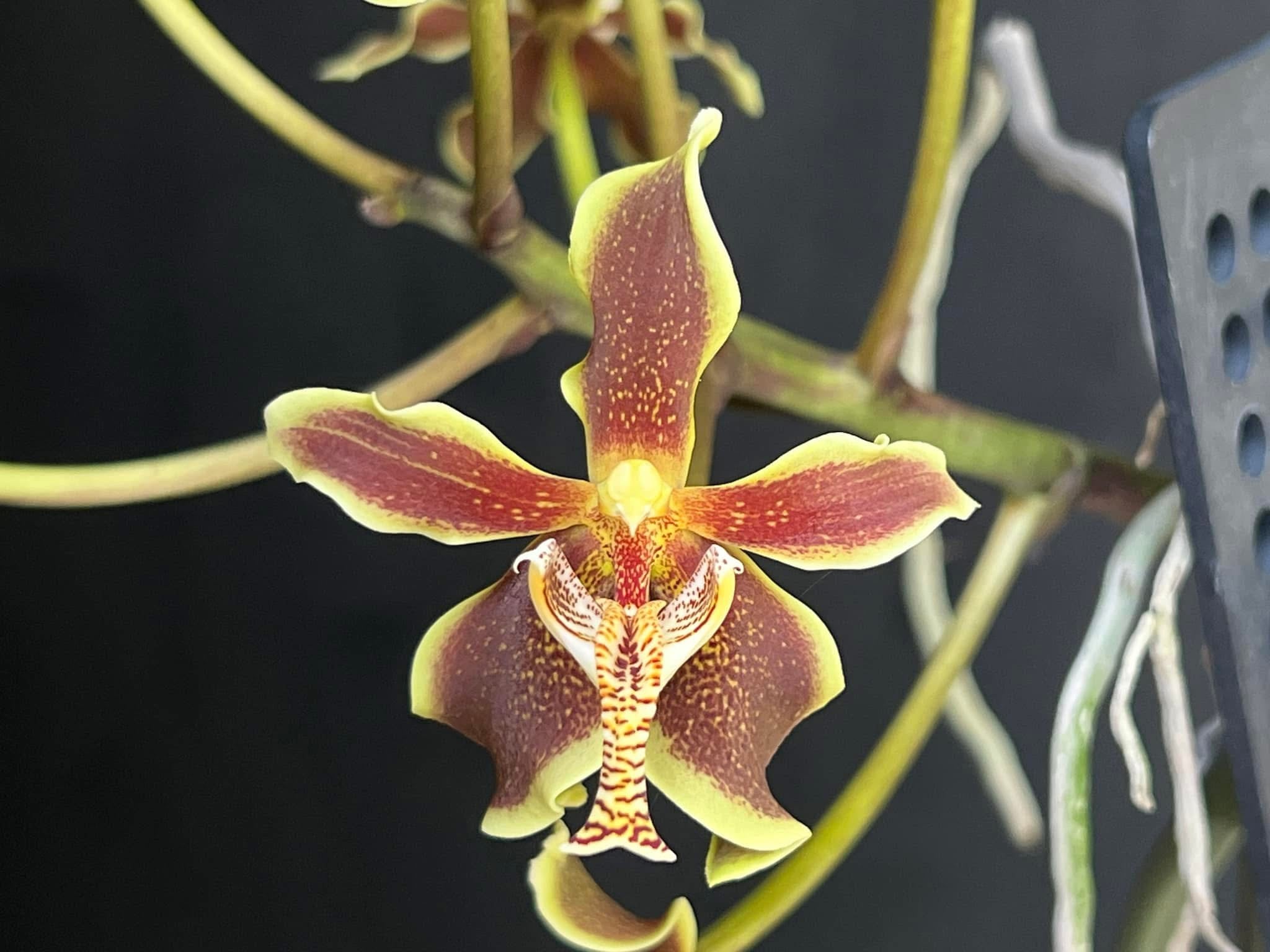 Paraphalaenopsis labukensis