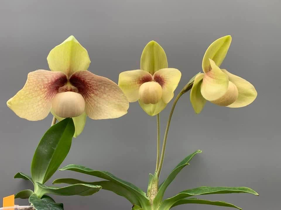 Paphiopedilum hangianum
