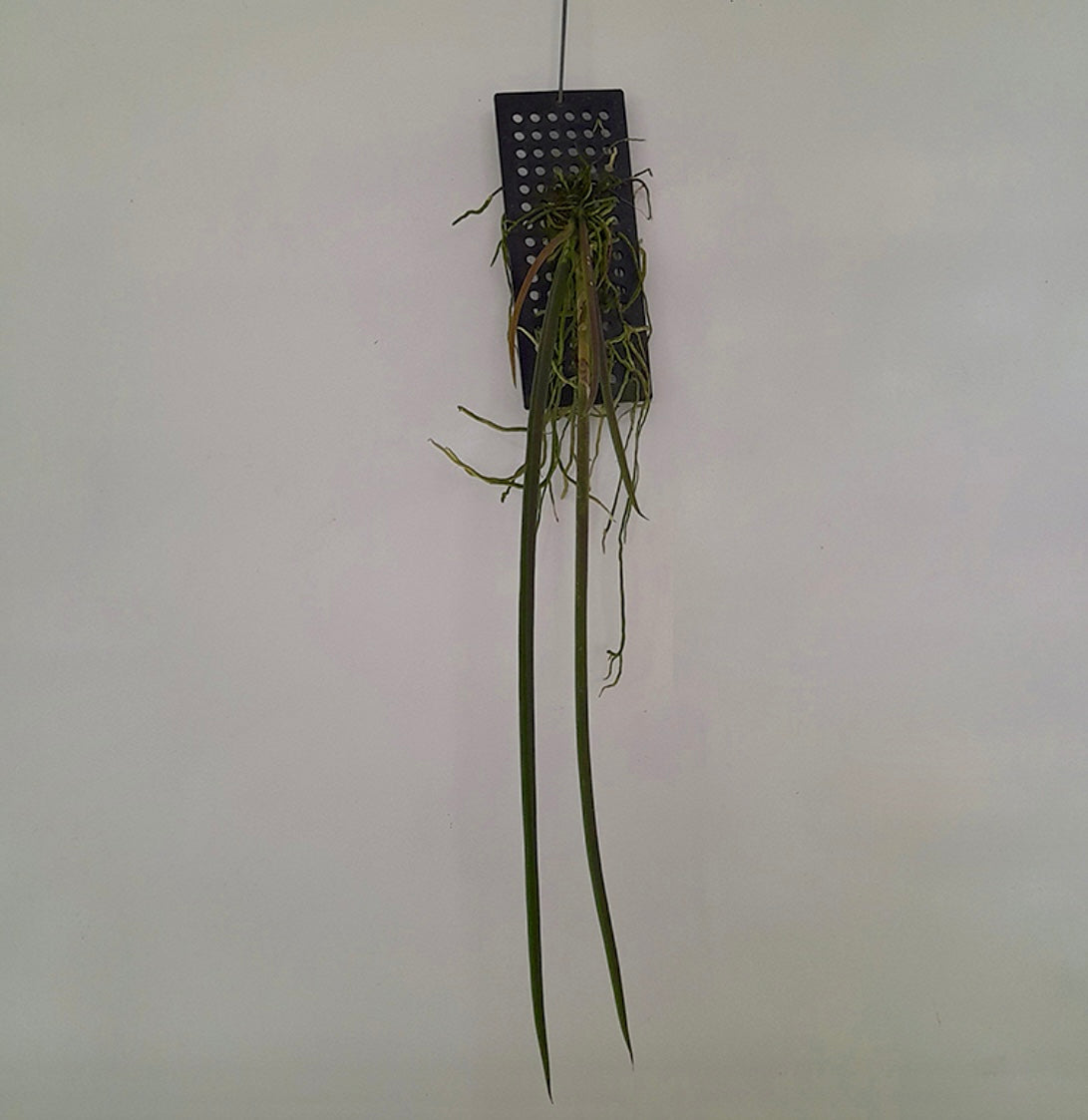 Trichocentrum stacyi