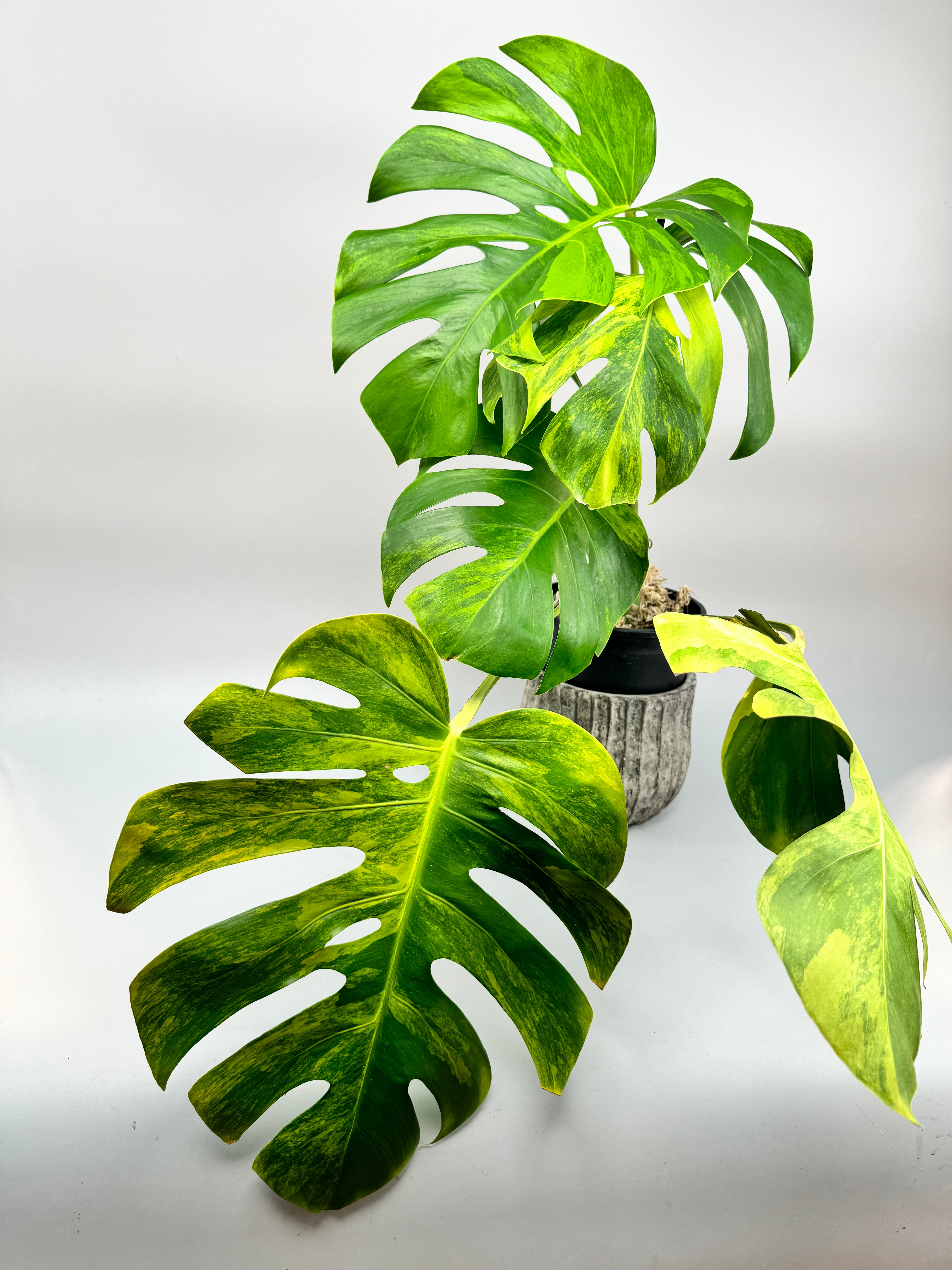 Monstera deliciosa borsigiana Aurea Variegata 'Big Laeves'