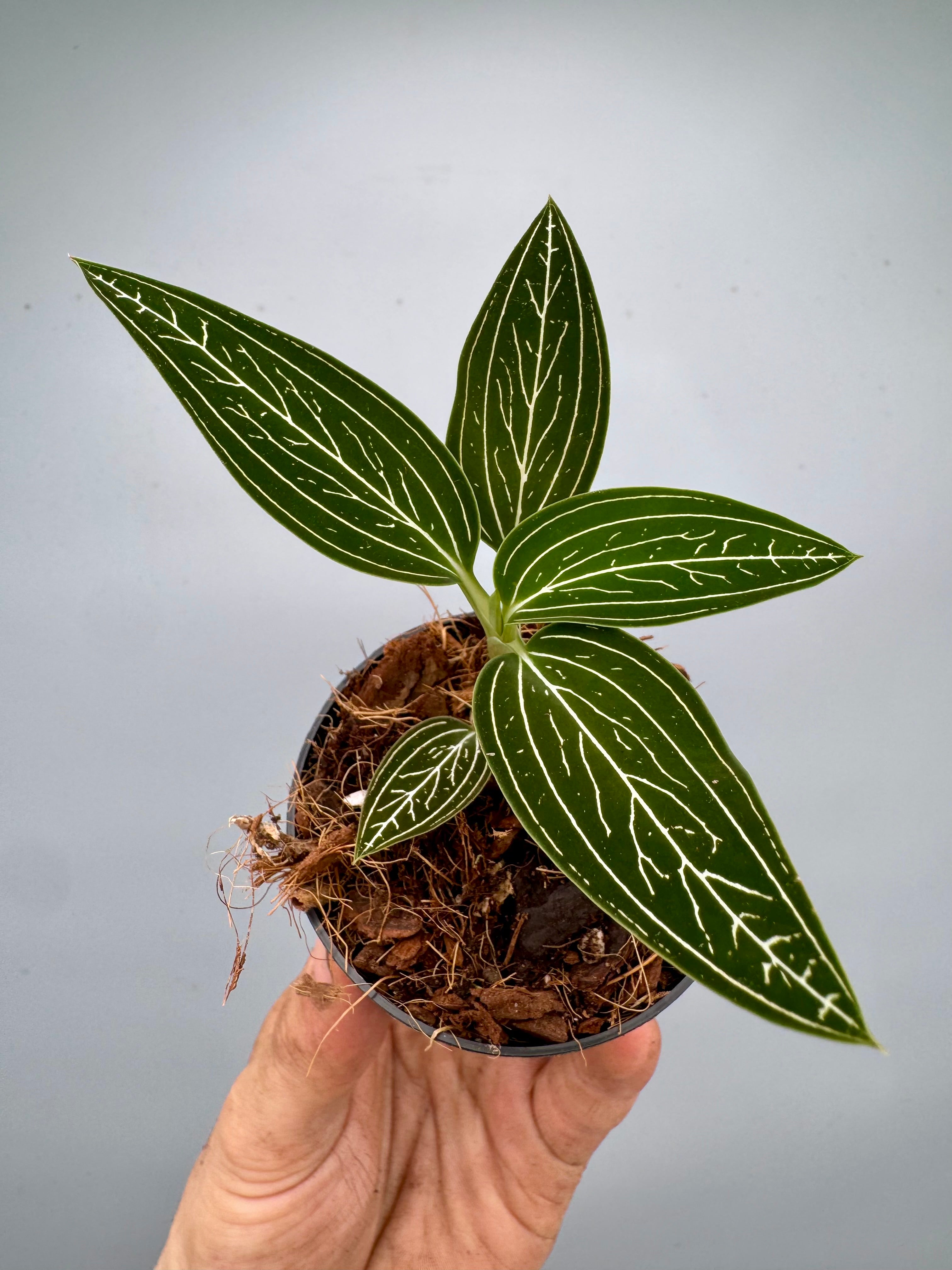 Ludisia discolor var. alba 'Platinum Vein' (MC)