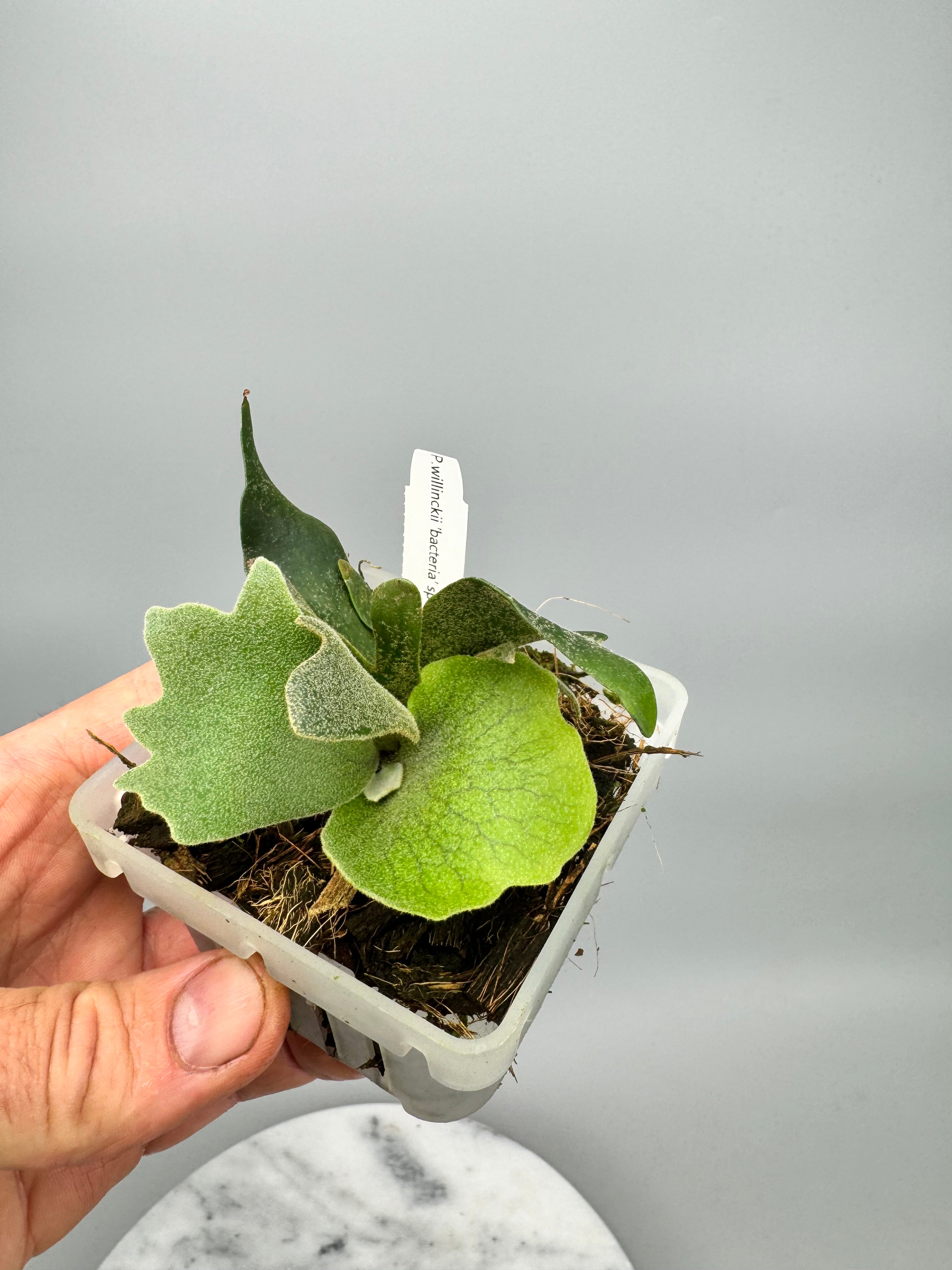 Platycerium willinckii "Bacteria"DWARF (Small Plant)