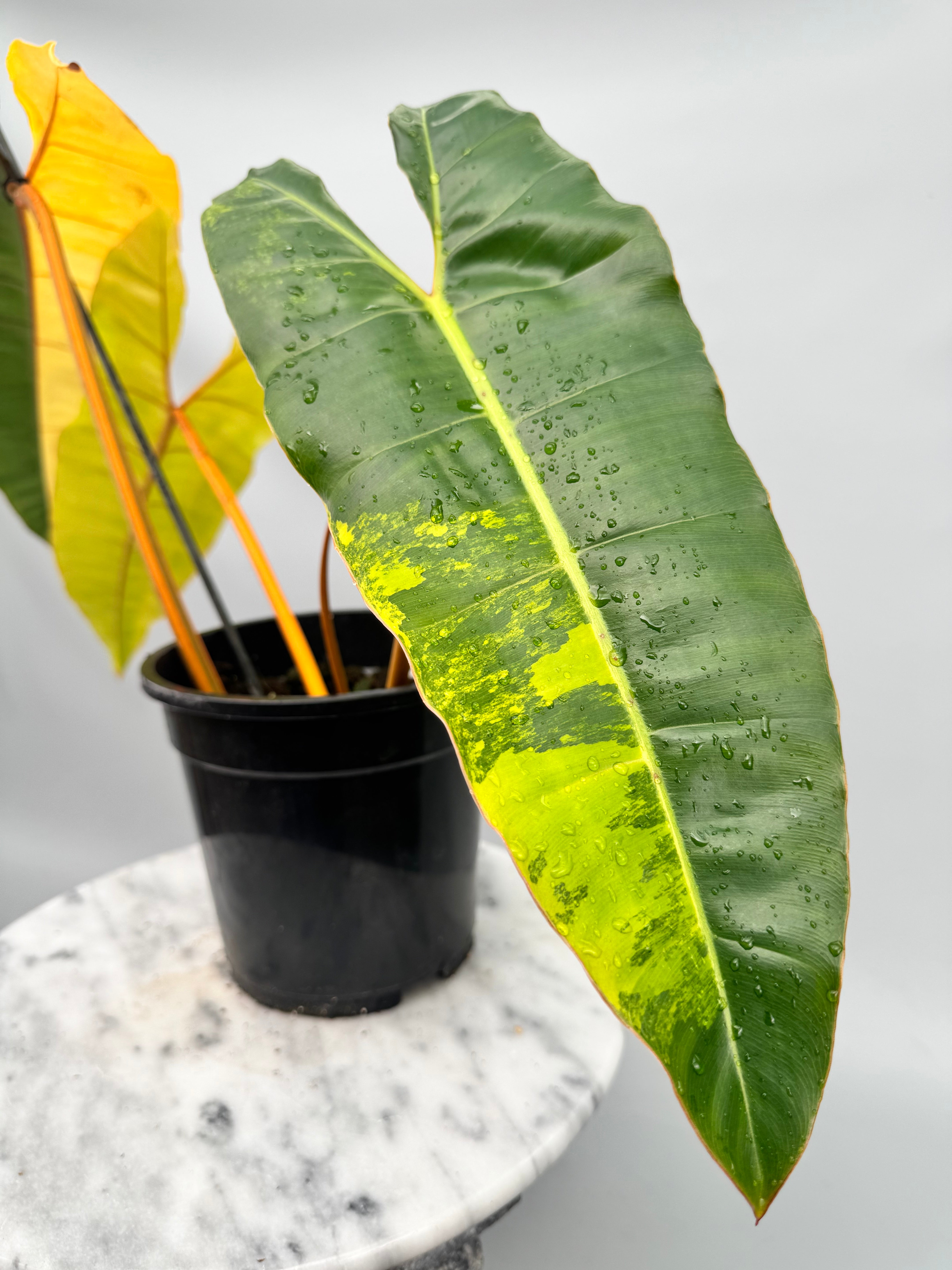 Philodendron billietiae Variegata Nr 2 "Full Moon"