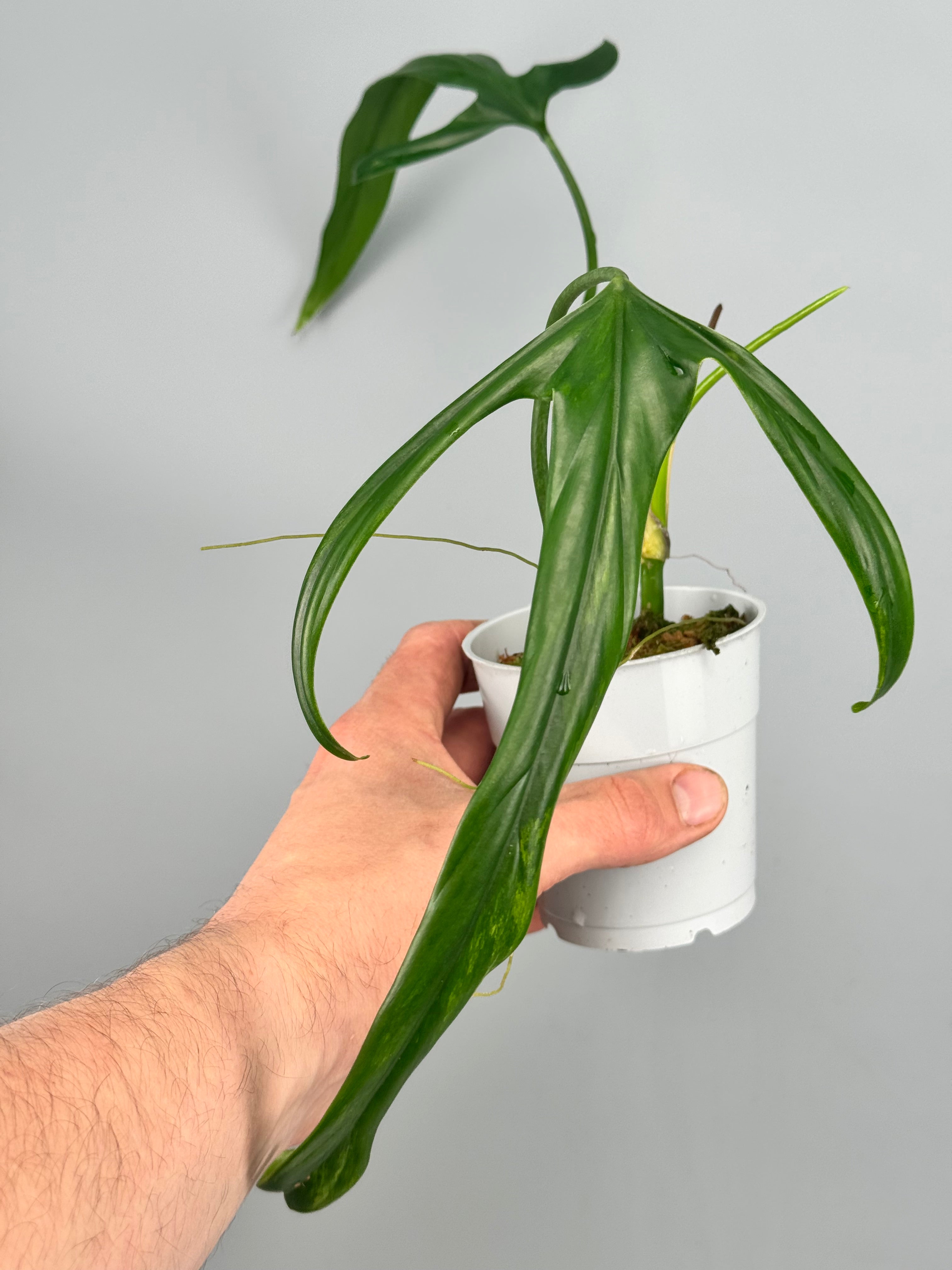 Philodendron holtonianum Variegata/GREEN