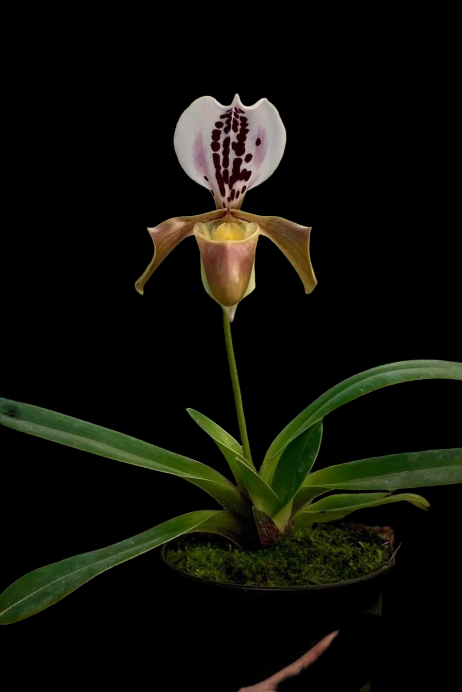 Paphiopedilum gratrixianum var. daoense