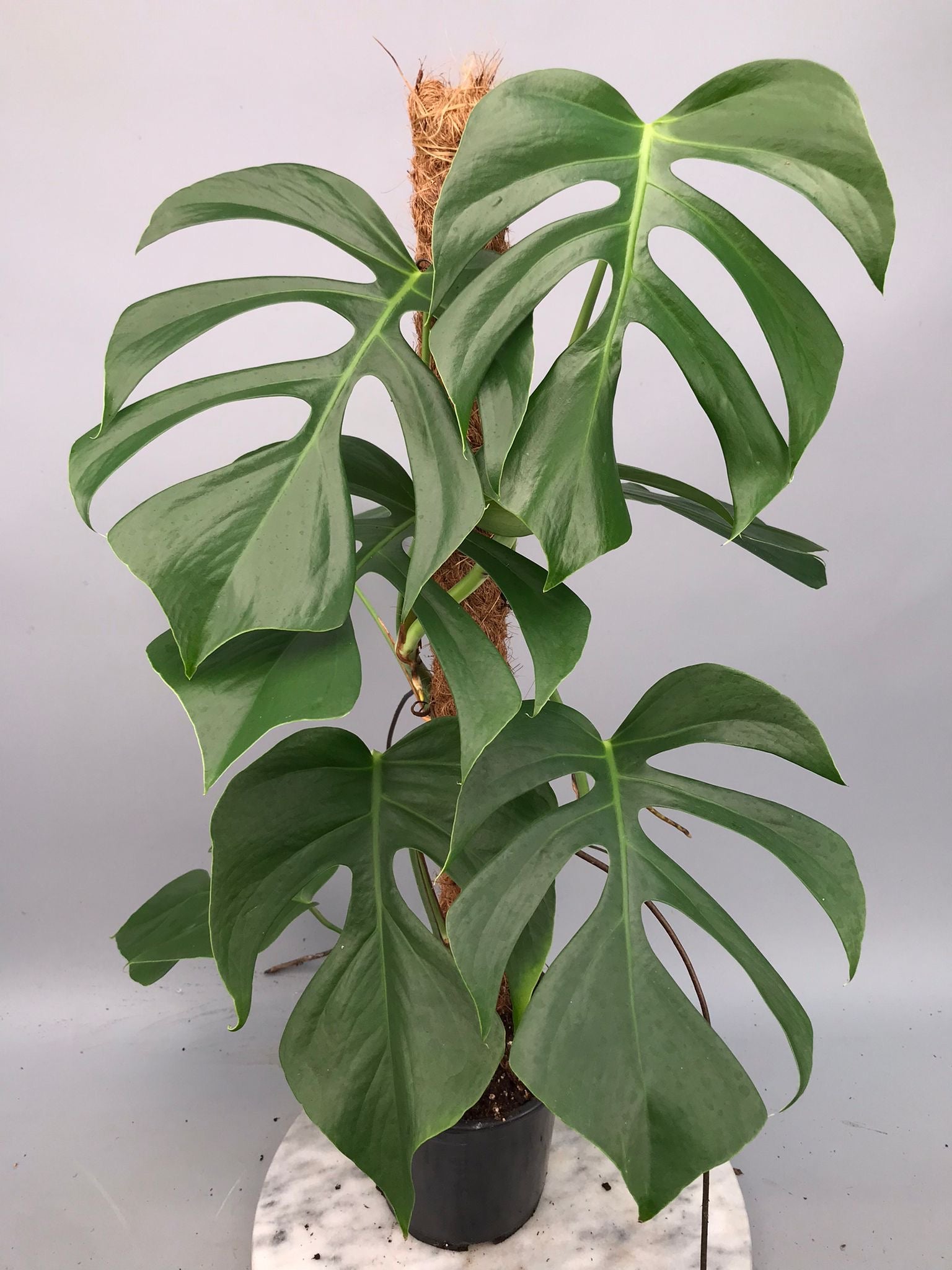 plantas monstera deliciosa Monstera deliciosa var sierrana “Big Plant”