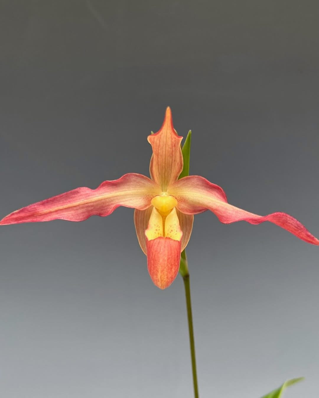 Phragmipedium Robert Palm