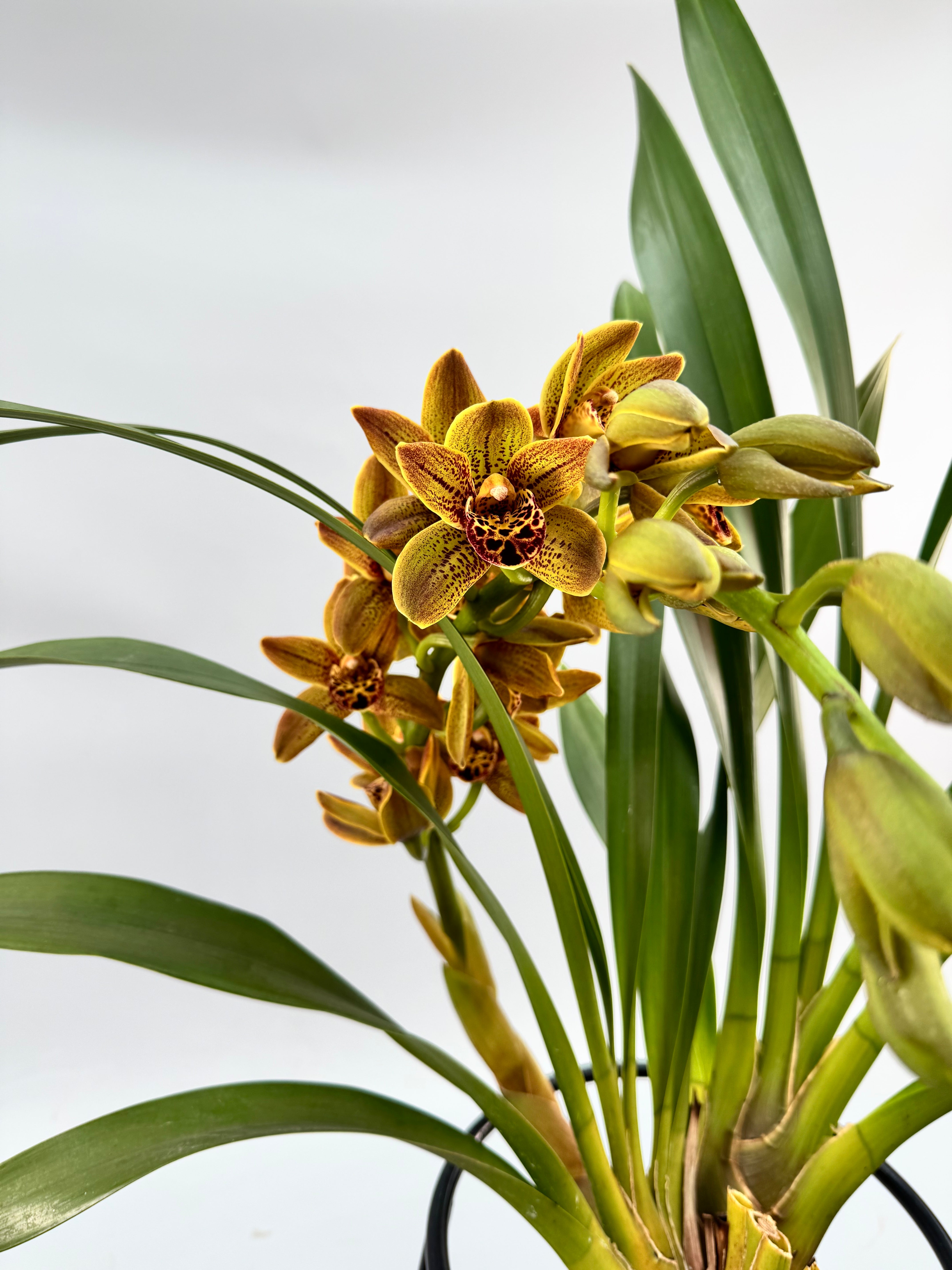 Cymbidium Veronica special hybrid selection