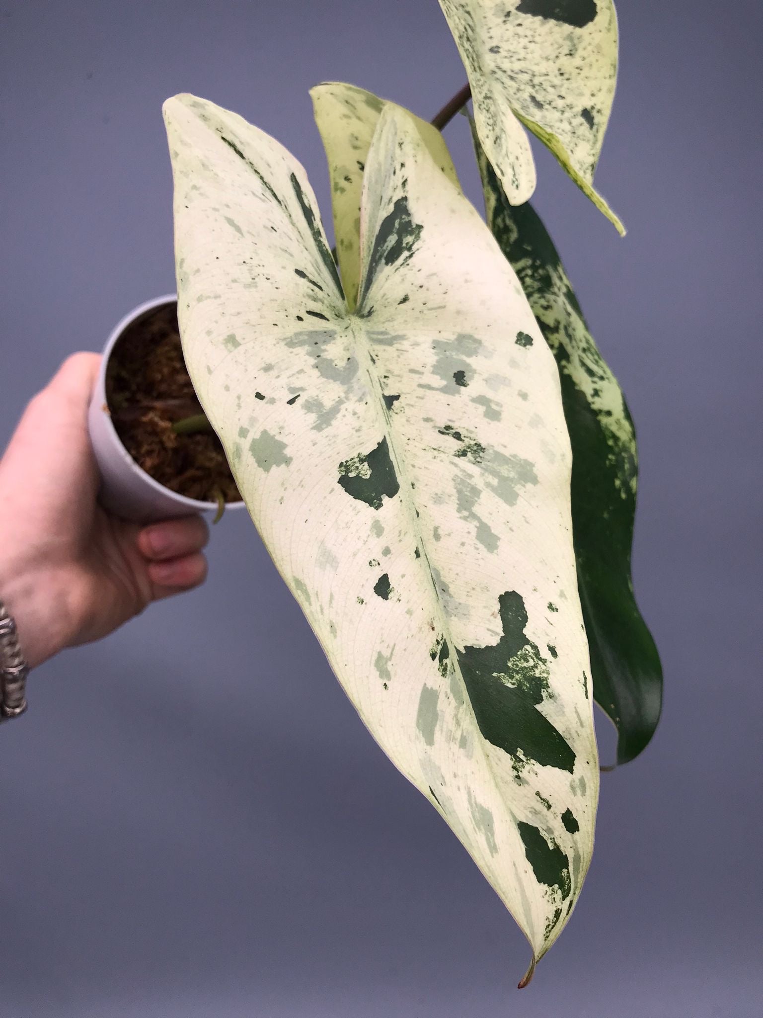 Philodendron ilsemanii nr 1.2