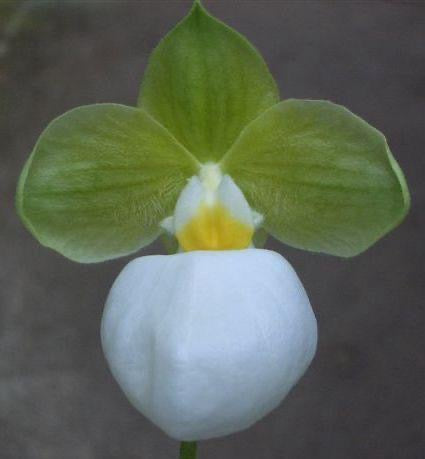 Paphiopedilum micranthum Alba